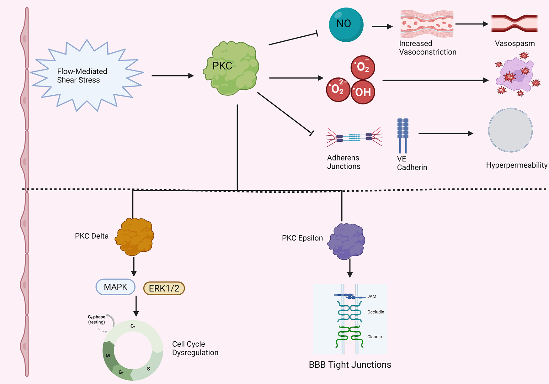Flow-mediated shear stress activates PKC, which influences vasoconstriction through impaired nitric oxide activity, increases reactive oxygen species, and affects adherens junctions and VE cadherin, leading to hyperpermeability. PKC delta impacts MAPK/ERK1/2 pathways, causing cell cycle dysregulation. PKC epsilon affects blood brain barrier tight junctions via enhanced occludin and claudin degradation.