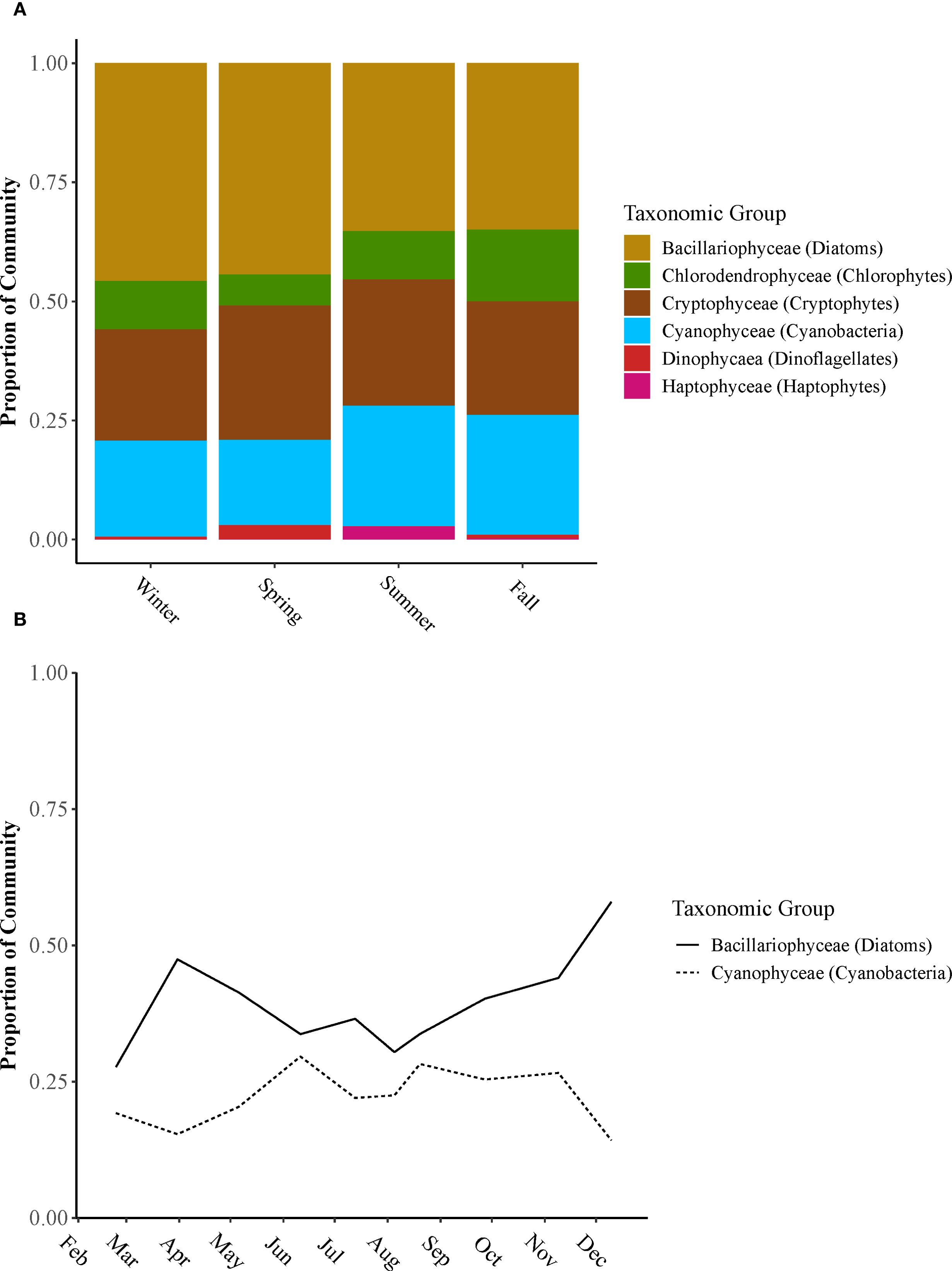 Chart A shows a stacked bar graph depicting the proportion of different taxonomic groups across four seasons: winter, spring, summer, and fall. Groups include Bacillariophyceae, Chlorodendrophyceae, Cryptophyceae, Cyanophyceae, Dinophyceae, and Haptophyceae. Chart B is a line graph displaying the monthly proportion of Bacillariophyceae and Cyanophyceae from February to December. Bacillariophyceae shows an increase in December, while Cyanophyceae remains relatively stable.
