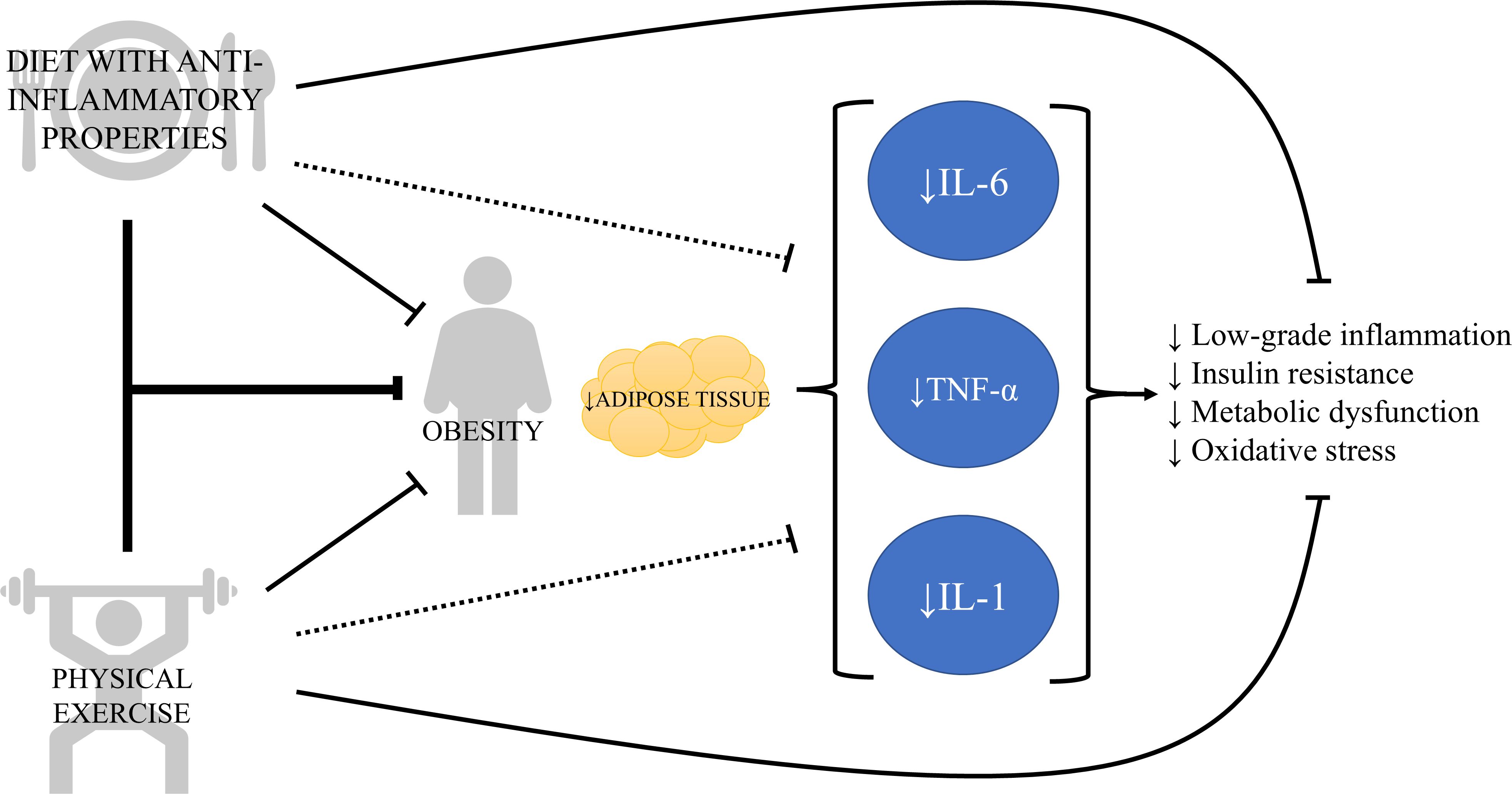 Diet with anti-inflammatory properties and physical exercise impact obesity and adipose tissue, leading to decreased interleukins IL-6, TNF-alpha, and IL-1. This results in reduced low-grade inflammation, insulin resistance, metabolic dysfunction, and oxidative stress.
