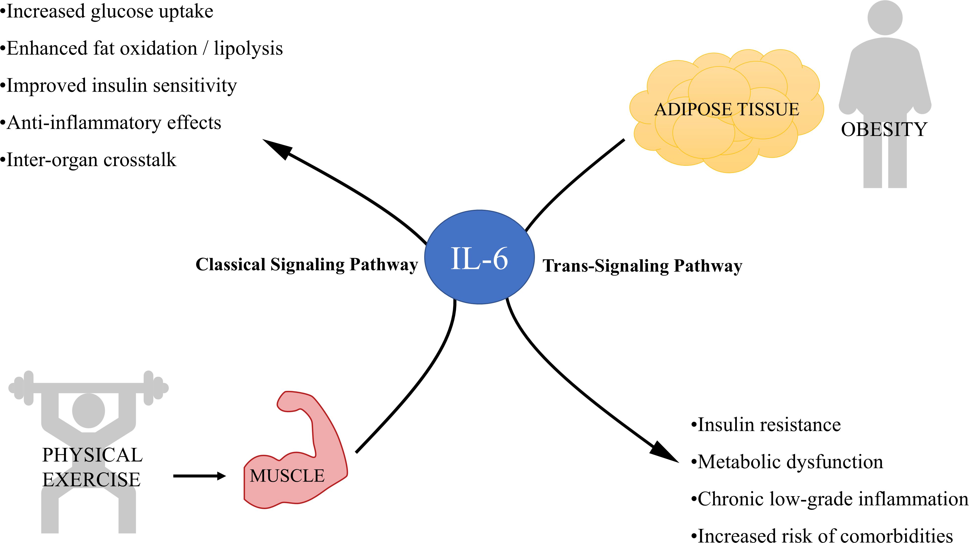 Diagram showing IL-6 with two pathways: Classical and Trans-Signaling. Classical Pathway, linked to physical exercise and muscle, results in increased glucose uptake, enhanced fat oxidation, improved insulin sensitivity, anti-inflammatory effects, and inter-organ crosstalk. Trans-Signaling Pathway, associated with adipose tissue and obesity, leads to insulin resistance, metabolic dysfunction, chronic inflammation, and increased comorbidities.