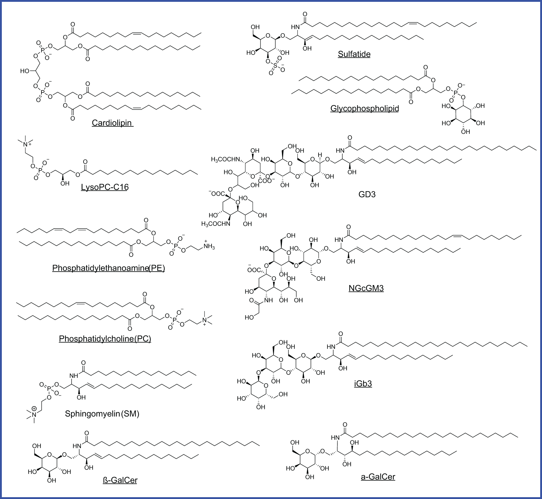 Chemical structures of various lipids are displayed. They include cardiolipin, LysoPC-C16, phosphatidylethanolamine (PE), phosphatidylcholine (PC), sphingomyelin (SM), sulfatide, glycosphingolipid, GD3, NGcGM3, β-GalCer, iGb3, and α-GalCer. The structures show molecular configurations with different combinations of fatty acid chains, phosphate groups, and sugar moieties. Each structure is labeled beneath with its specific name.<