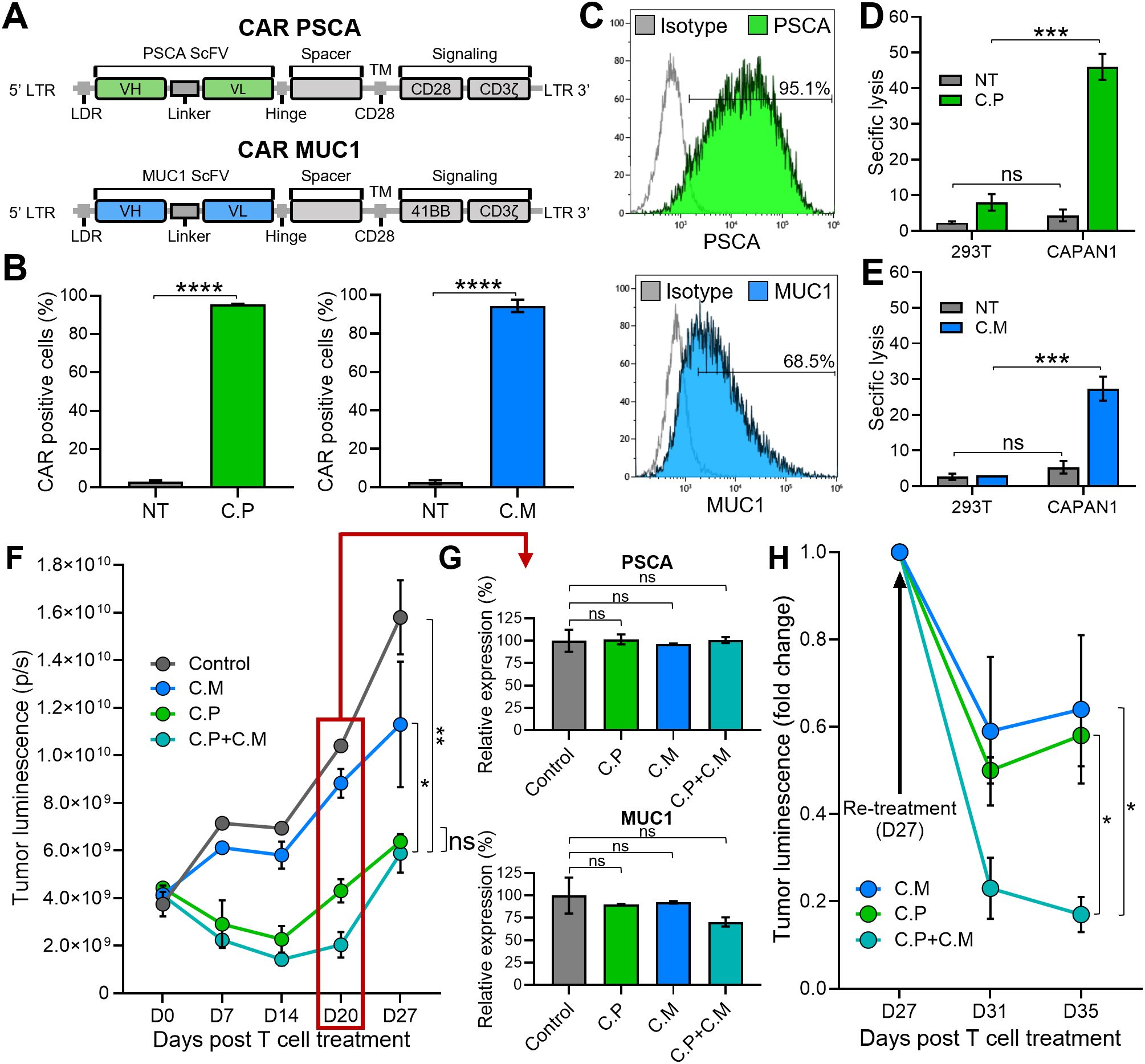 Diagrams and graphs illustrate a study on CAR T-cell treatments targeting PSCA and MUC1. Panel A shows genetic constructs for CAR PSCA and CAR MUC1. Panel B presents bar graphs of CAR-positive cells, with significant increases for C.P and C.M groups. Panel C shows flow cytometry plots illustrating PSCA and MUC1 expression in tumor cells. Panel D and E show bar graphs illustrating specific lysis of C.P and C.M treated tumor cells. Panel F shows a line graph of tumor luminescence over time, revealing reduced luminescence with treatments. Panel G displays bar graphs of relative expression, and Panel H provides a line graph of tumor luminescence post-re-treatment. Statistical significance is indicated.