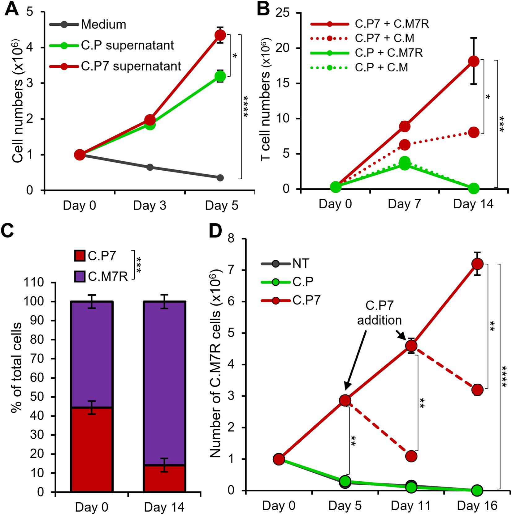 Four graphs depicting experimental cell data: A. Line graph showing cell numbers from day 0 to day 5 for Medium, C.P supernatant, and C.P7 supernatant. C.P7 supernatant shows the highest increase. B. Line graph of T cell numbers from day 0 to day 14 for combinations of C.P7, C.M7R, and C.M. C.P7 + C.M7R exhibits the steepest increase. C. Bar graph displaying cell percentage composition between C.P7 and C.M7R on days 0 and 14. C.M7R shows a larger proportion. D. Line graph of C.M7R cell numbers from day 0 to day 16 with NT, C.P, and C.P7, highlighting the impact of C.P7 addition. C.P7 displays significant growth. All graphs include statistical significance indicators.