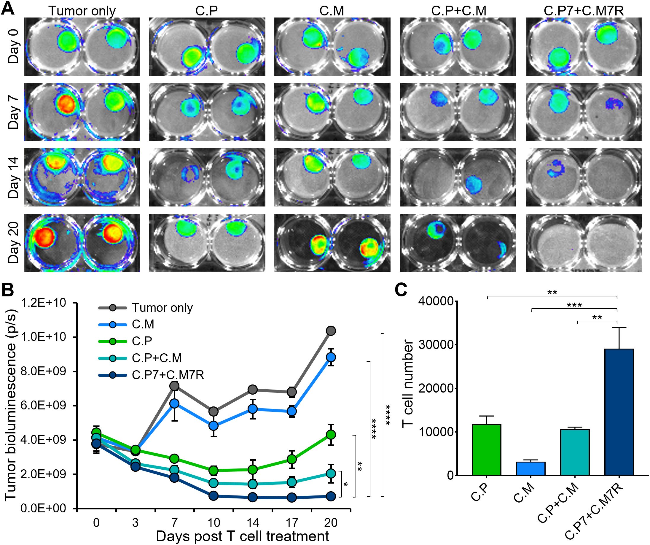 Panel A shows bioluminescence images of tumors under various treatments over 20 days, with intensity decreasing in certain treatments. Panel B presents a line graph comparing tumor bioluminescence across treatments over time, indicating reduced signals with treatments like C.P, C.M, and combinations. Panel C is a bar graph illustrating T cell numbers, showing a significant increase in the C.P7 + C.M7R group. Asterisks denote statistical significance.