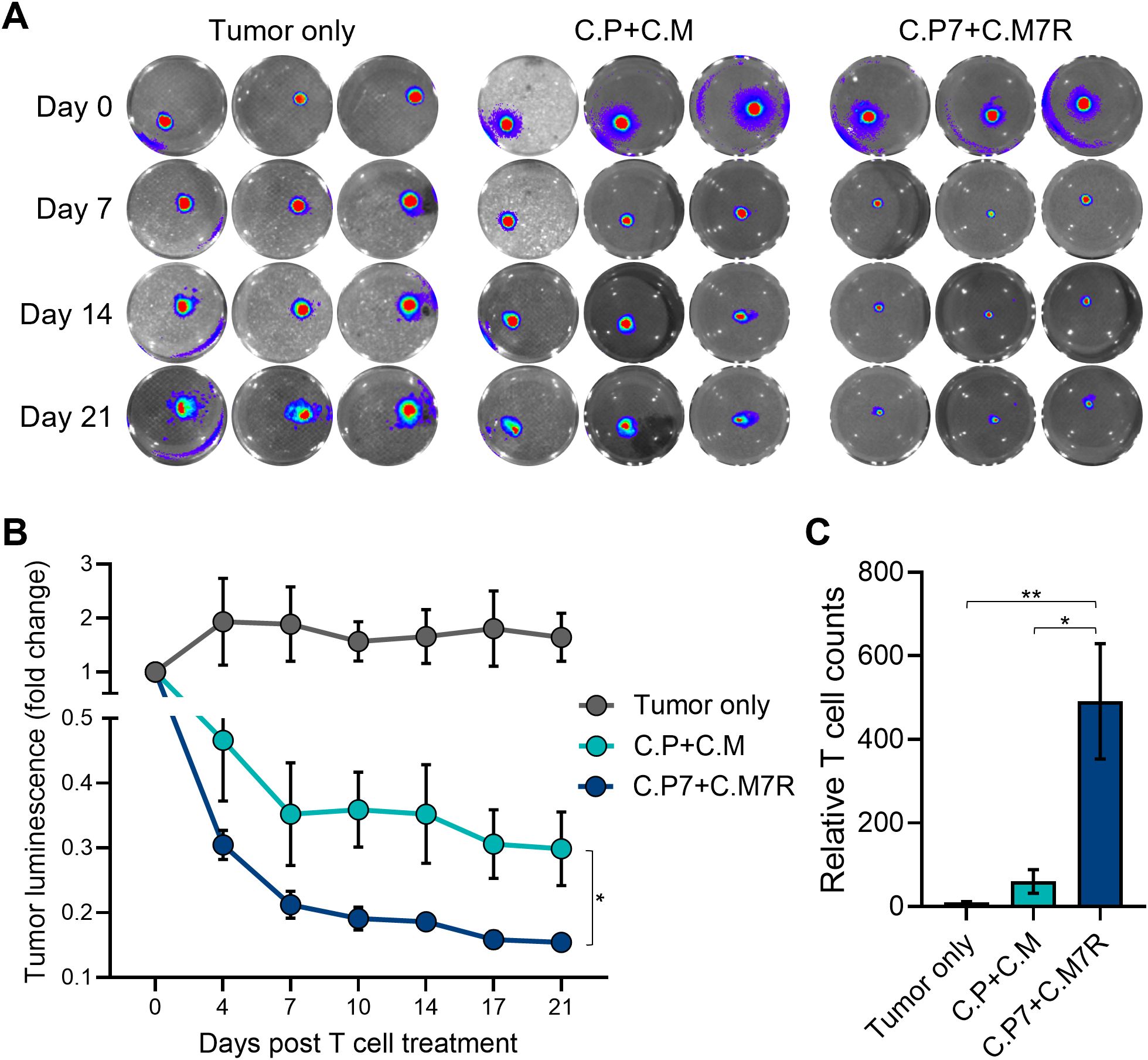 Panel A shows bioluminescent images of tumors under three conditions: Tumor only, C.P+C.M, and C.P7+C.M7R, monitored at days 0, 7, 14, and 21. Panel B displays a graph of tumor luminescence fold change over 21 days post-T cell treatment, showing higher luminescence in tumors alone compared to treated groups. Panel C is a bar graph illustrating relative T cell counts, with C.P7+C.M7R showing the highest count. Statistical significance is marked with asterisks.