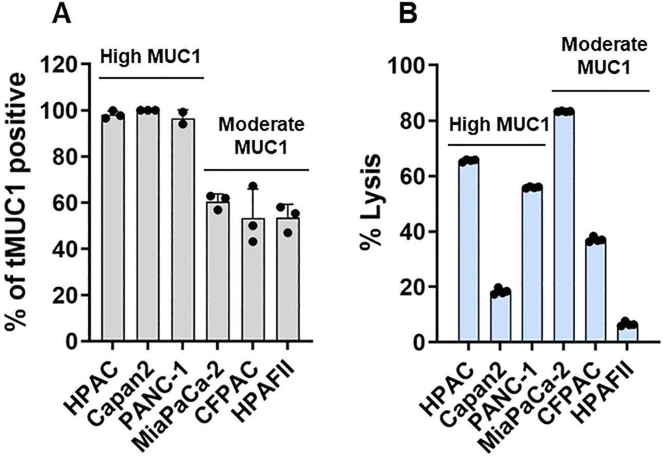 Bar graphs comparing tMUC1 positivity and percent lysis in different cell lines. Graph A shows tMUC1 positivity in HPAC, Capan2, PANC-1, MiaPaCa-2, CFPAC, and HPAFII with high-positive in HPAC, Capan2, and PANC-1. Graph B shows percent lysis, with HPAC, Capan2, and PANC-1 exhibiting high lysis, and moderate lysis in MiaPaCa-2, CFPAC, and HPAFII.