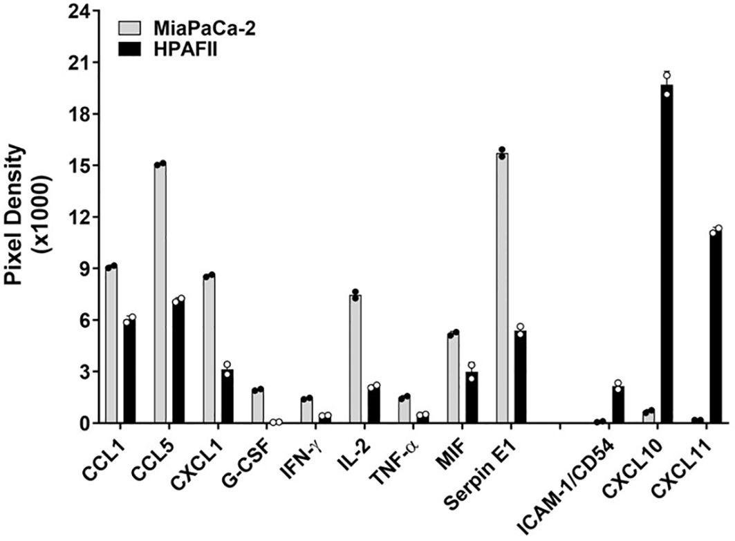 Bar graph comparing pixel density levels for proteins in MiaPaCa-2 and HPAFII cell lines. Key proteins include CCL5, CXCL1, and CXCL10, with varying densities, depicted in grey for MiaPaCa-2 and black for HPAFII.