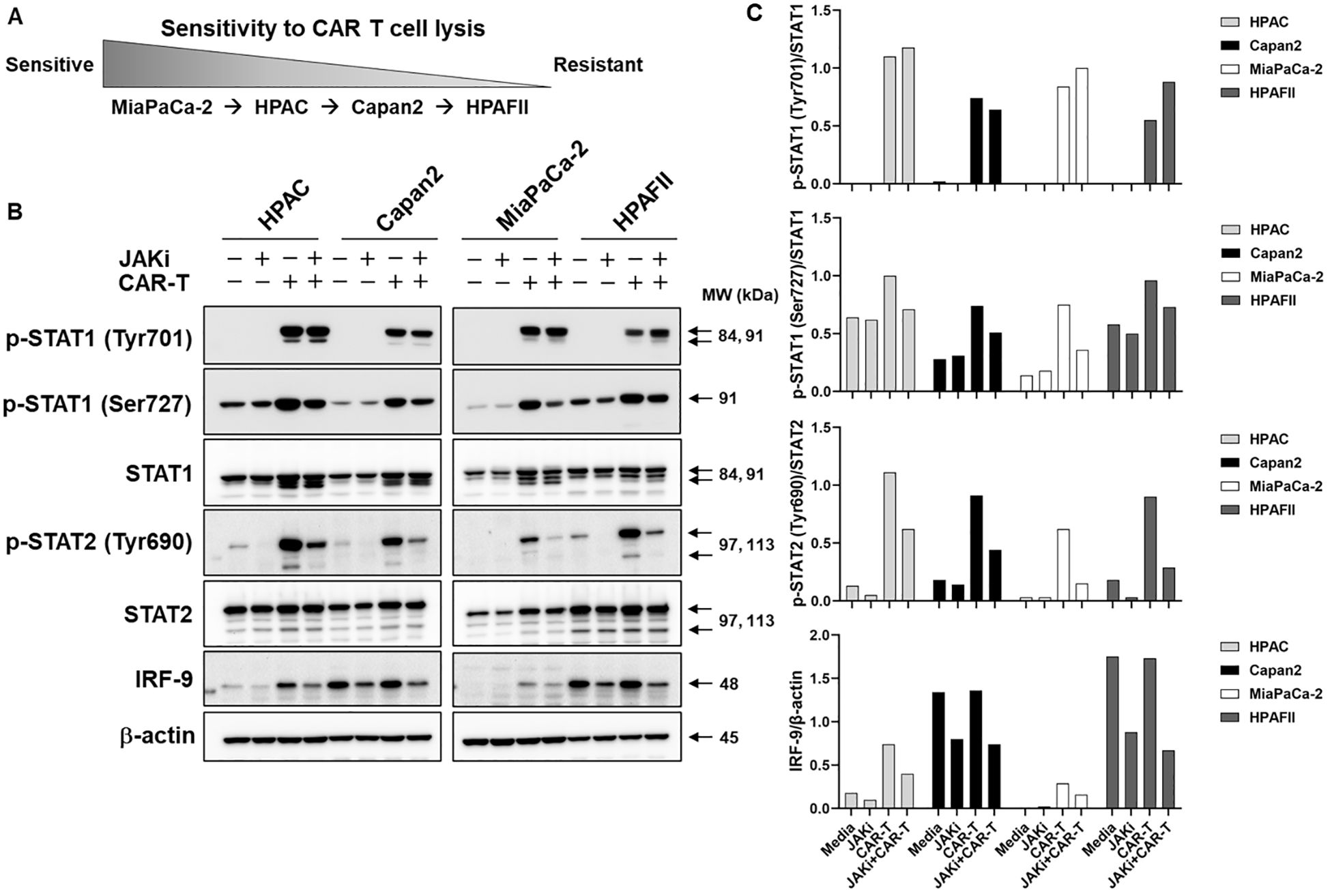 Figure A shows a gradient indicating sensitivity to CAR T cell lysis, with Miapaca-2 as the most sensitive and HPAFII as the most resistant. Figure B displays Western blot analyses for various proteins including p-STAT1, STAT1, p-STAT2, STAT2, IRF-9, and β-actin across cell lines HPAC, Capan2, Miapaca-2, and HPAFII under different conditions. Figure C presents bar graphs showing the ratios of p-STAT1 to STAT1, p-STAT2 to STAT2, and IRF-9 to β-actin for these cell lines, under conditions with and without JAKi and CAR-T treatment.