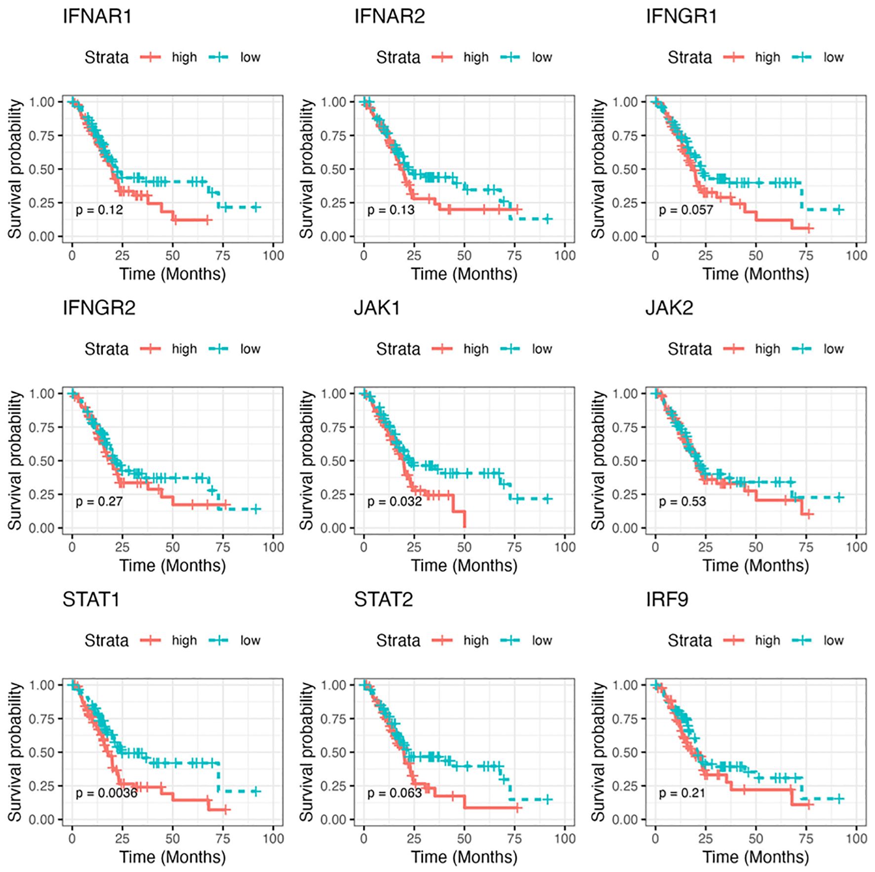 Nine Kaplan-Meier survival plots display survival probability over time in months for different genes. Each plot compares high (red) and low (blue) expression groups, with p-values indicating statistical significance. The plots are labeled IFNAR1, IFNAR2, IFNGR1, IFNGR2, JAK1, JAK2, STAT1, STAT2, and IRF9. Some p-values are close to statistical significance.