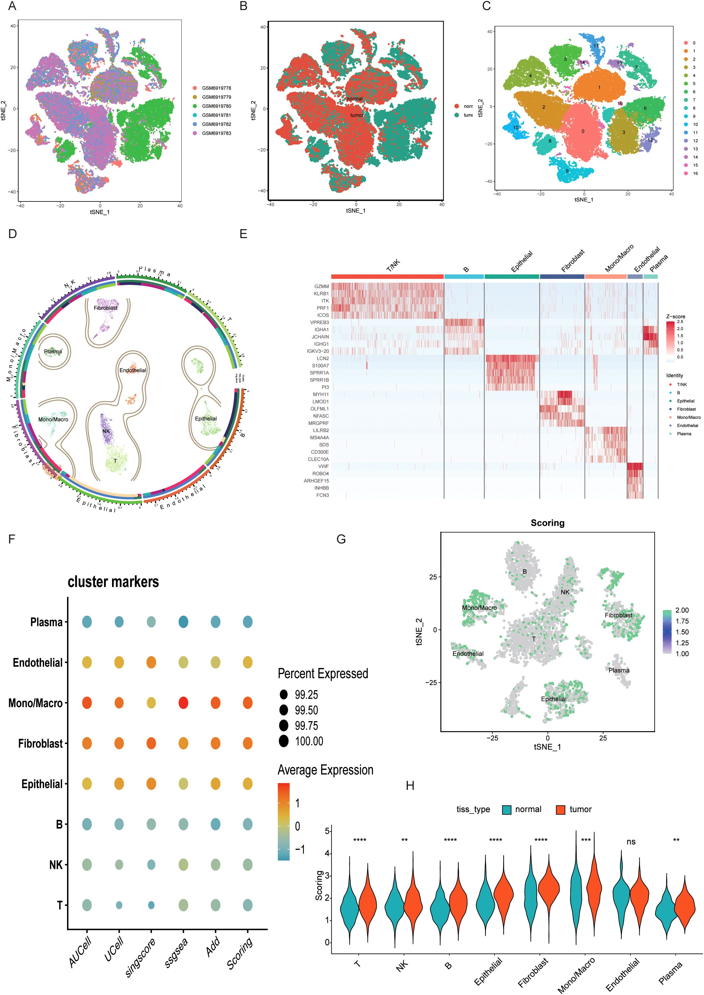 Various data visualizations related to cell clustering and gene expression analysis. Images A, B, and C display t-SNE plots illustrating different clustering results by sample, tissue type, and cluster group. Image D features a circular plot showing cell population distribution. Image E is a heatmap representing gene expression across multiple cell types. Image F consists of a dot plot indicating cluster markers and expression percentages. Image G is a t-SNE plot with labeled clusters. Image H presents a violin plot comparing scoring distributions for normal versus tumor tissues across different cell types.