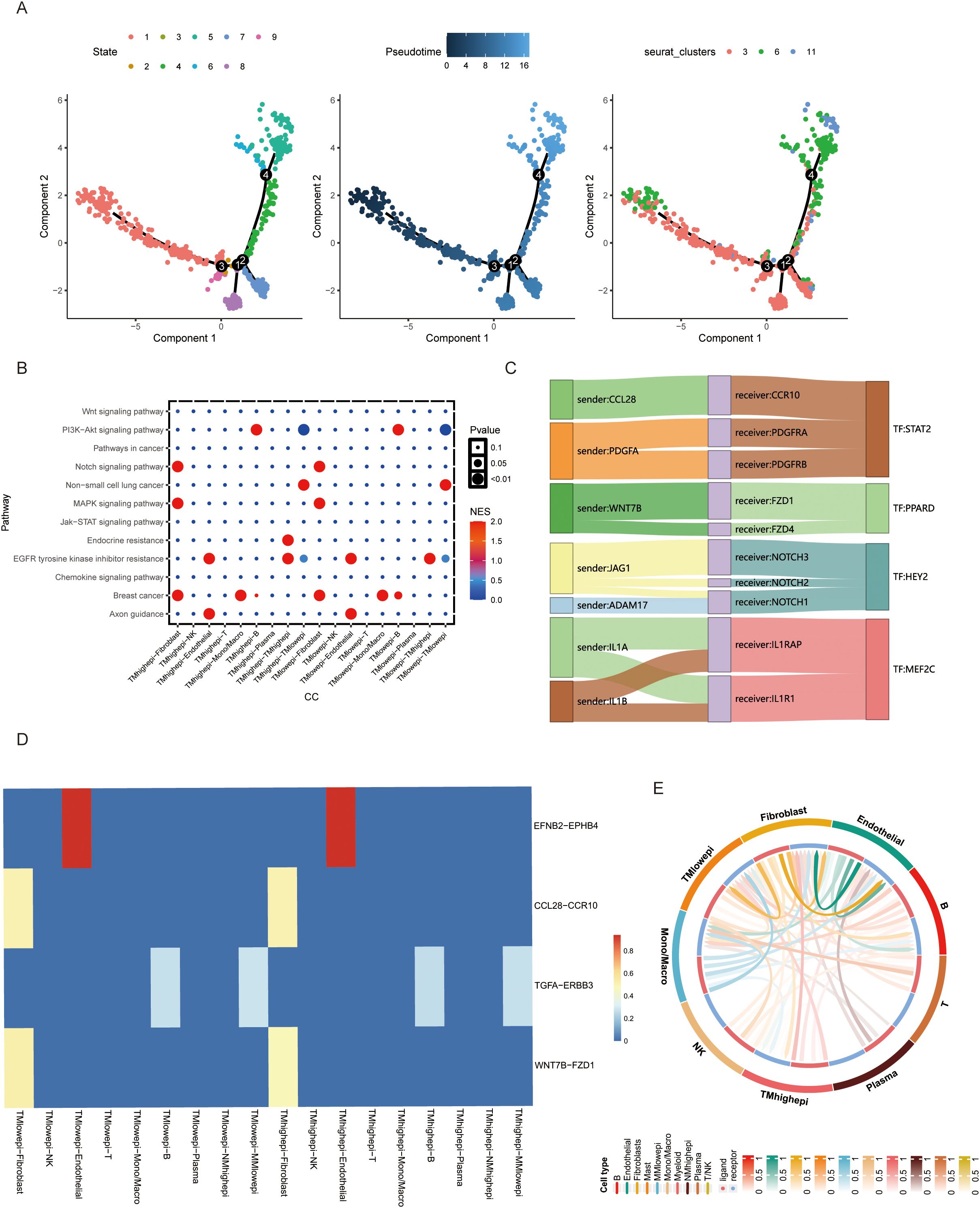 A set of five scientific data visualizations: (A) Three t-SNE plots showing cell state, pseudotime, and clusters with distinct groupings and trajectories. (B) A bubble plot illustrating pathway activity across conditions with varying p-values and normalized enrichment scores. (C) A Sankey diagram depicting interactions between sender and receiver molecules, with pathways labeled. (D) A heatmap showing interactions between different ligands and receptors across multiple cell types. (E) A circular chord diagram representing cell type communication, with connections in different colors signifying interactions.