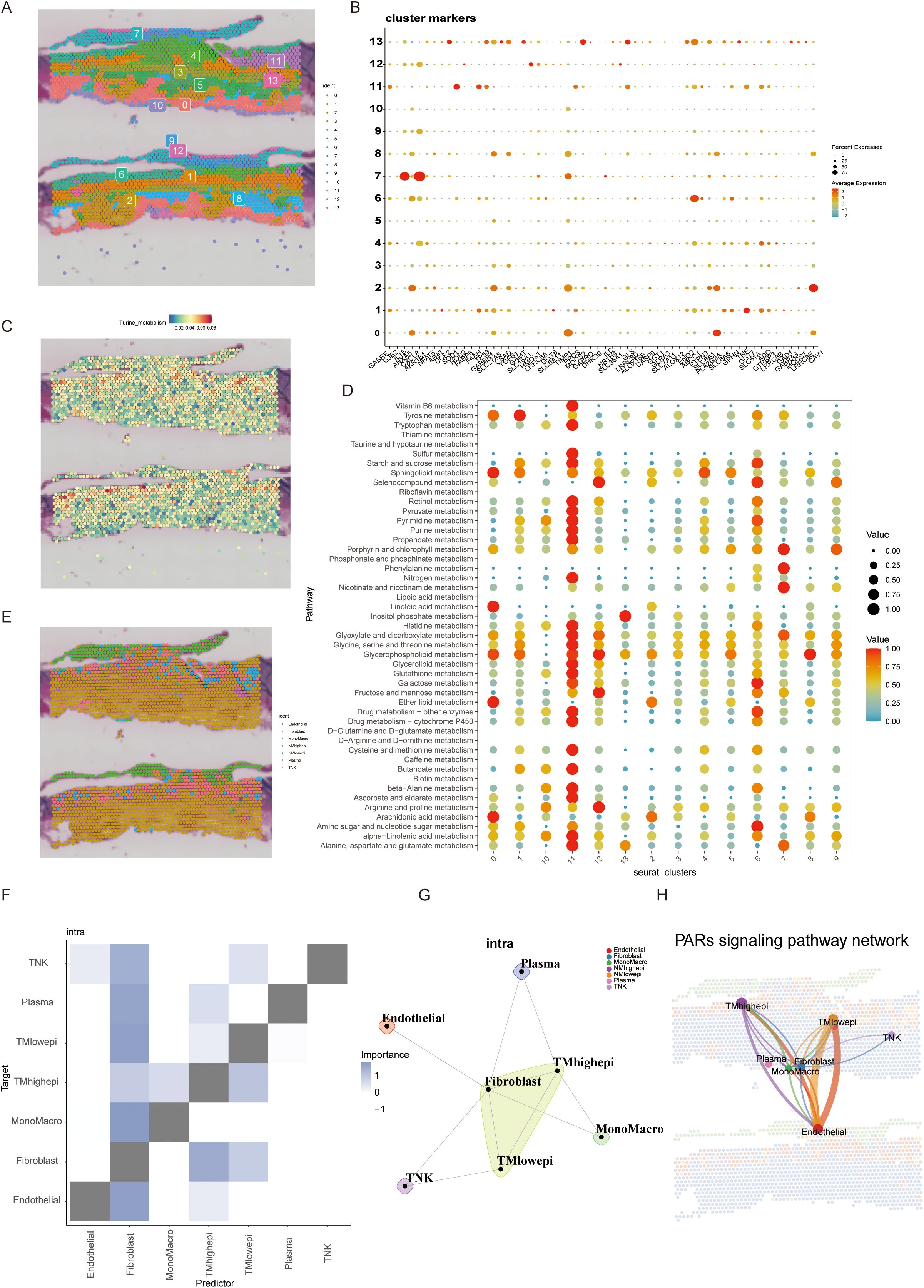 A. Tissue section with color-coded regions labeled by numbers. B. Dot plot showing cluster markers and their expression levels, indicated by dot size and color. C. Tissue section with metabolite distribution. D. Dot plot highlighting pathways and cluster associations. E. Tissue section displaying clustering based on additional characteristics. F. Heatmap indicating interactions between cell types. G. Network diagram displaying connections between cell types based on interactions. H. PARs signaling pathway network illustrating relationships among cell types.