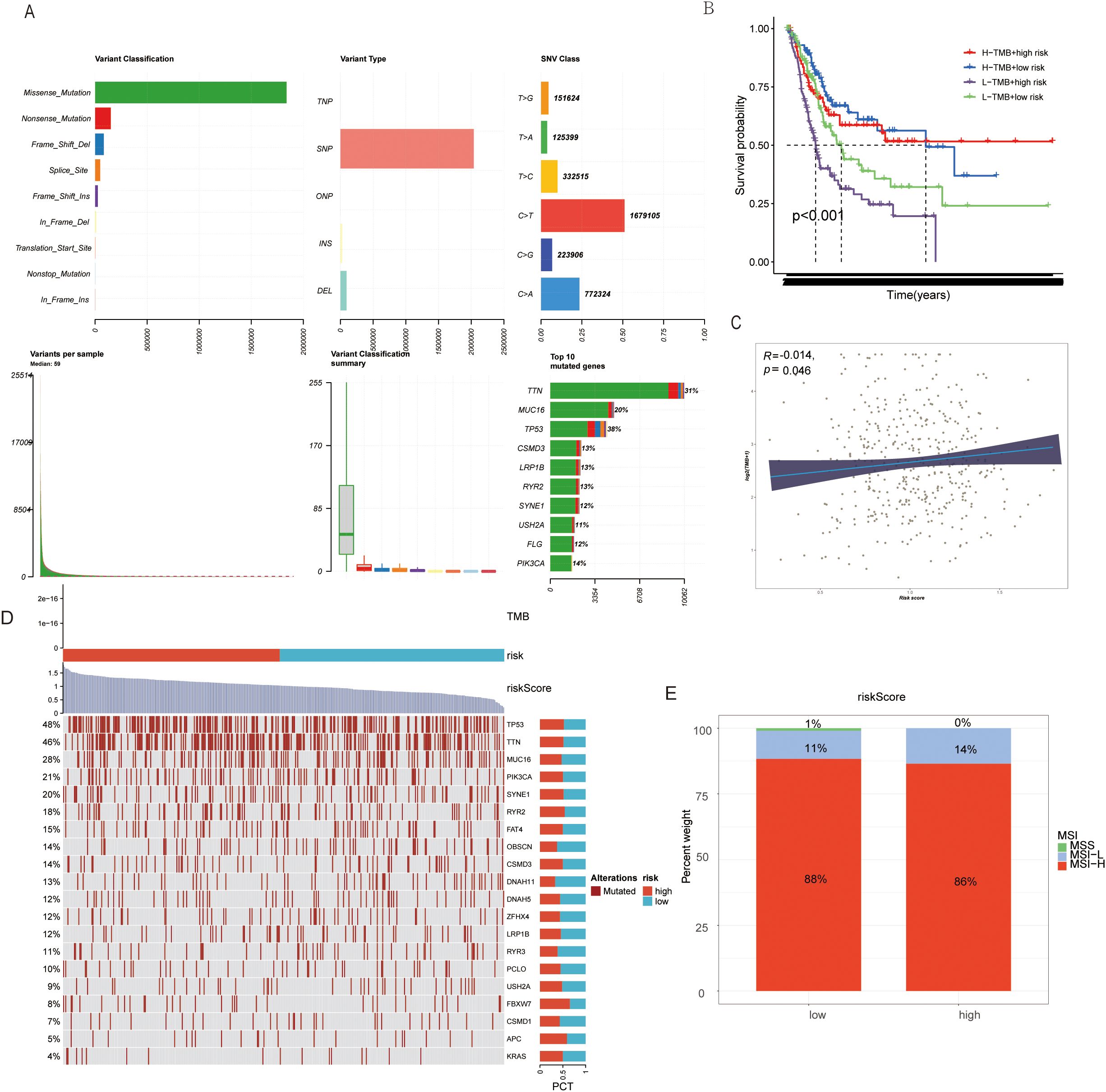 Panel A displays bar charts on variant classification, type, SNV class, variants per sample, and top mutated genes. Panel B shows survival probability over time for different risk groups, highlighting significant differences (p<0.001). Panel C presents a scatter plot illustrating a weak positive correlation (R=0.014, p=0.046). Panel D is a heatmap of TMB, risk, and mutation data across genes. Panel E features a bar chart comparing risk scores with percent weights for MSI and MSS groups.