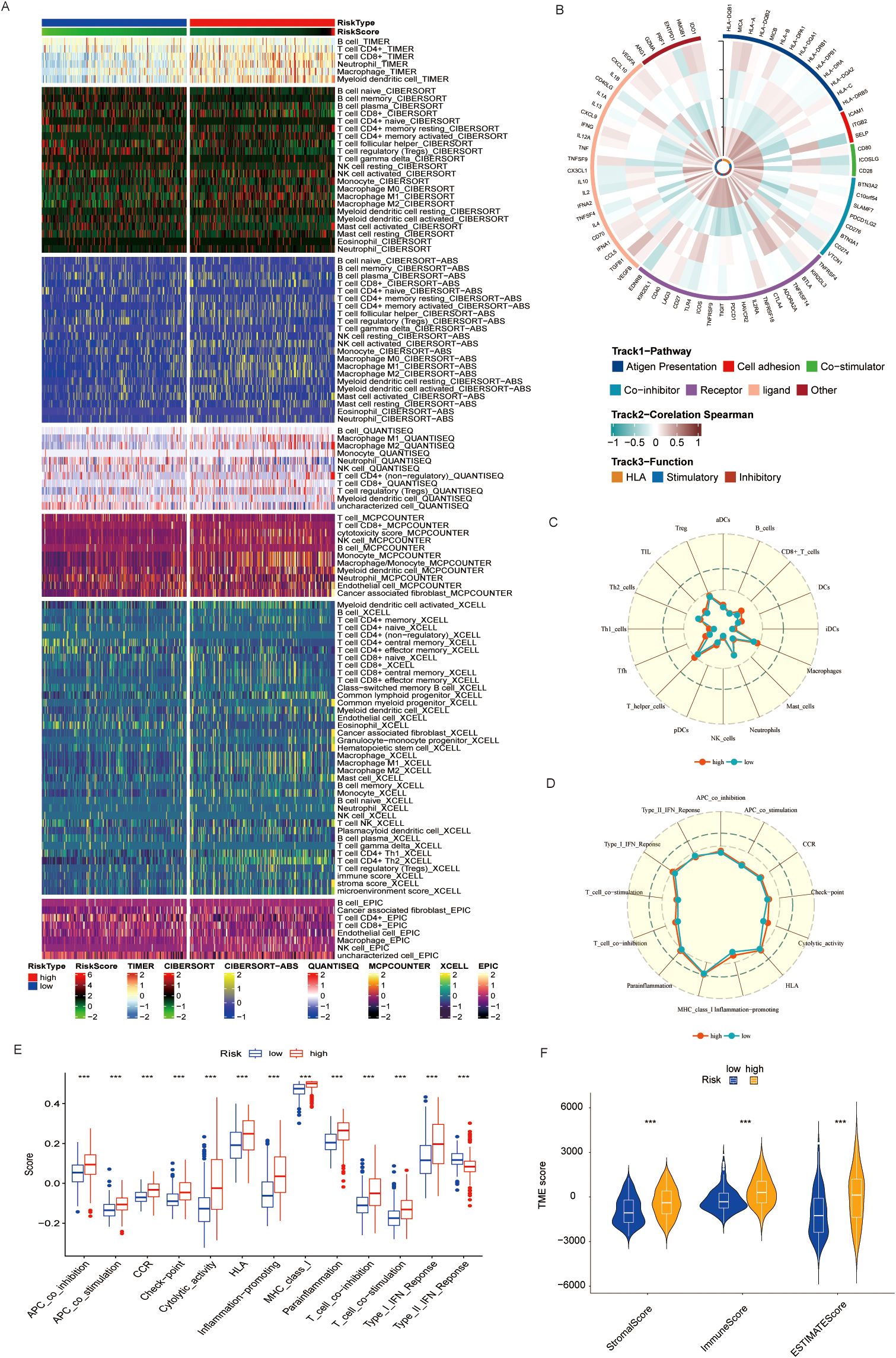 Panel A shows a heatmap of immune cell types across different risk categories. Panel B is a circular chart indicating pathway correlations and functions represented by color-coded tracks. Panel C and D are radar charts depicting immune cell distributions and functions between low and high-risk groups. Panel E contains box plots comparing immune-related scores between these groups. Panel F presents violin plots showing distribution differences in StromalScore, ImmuneScore, and ESTIMATEScore.