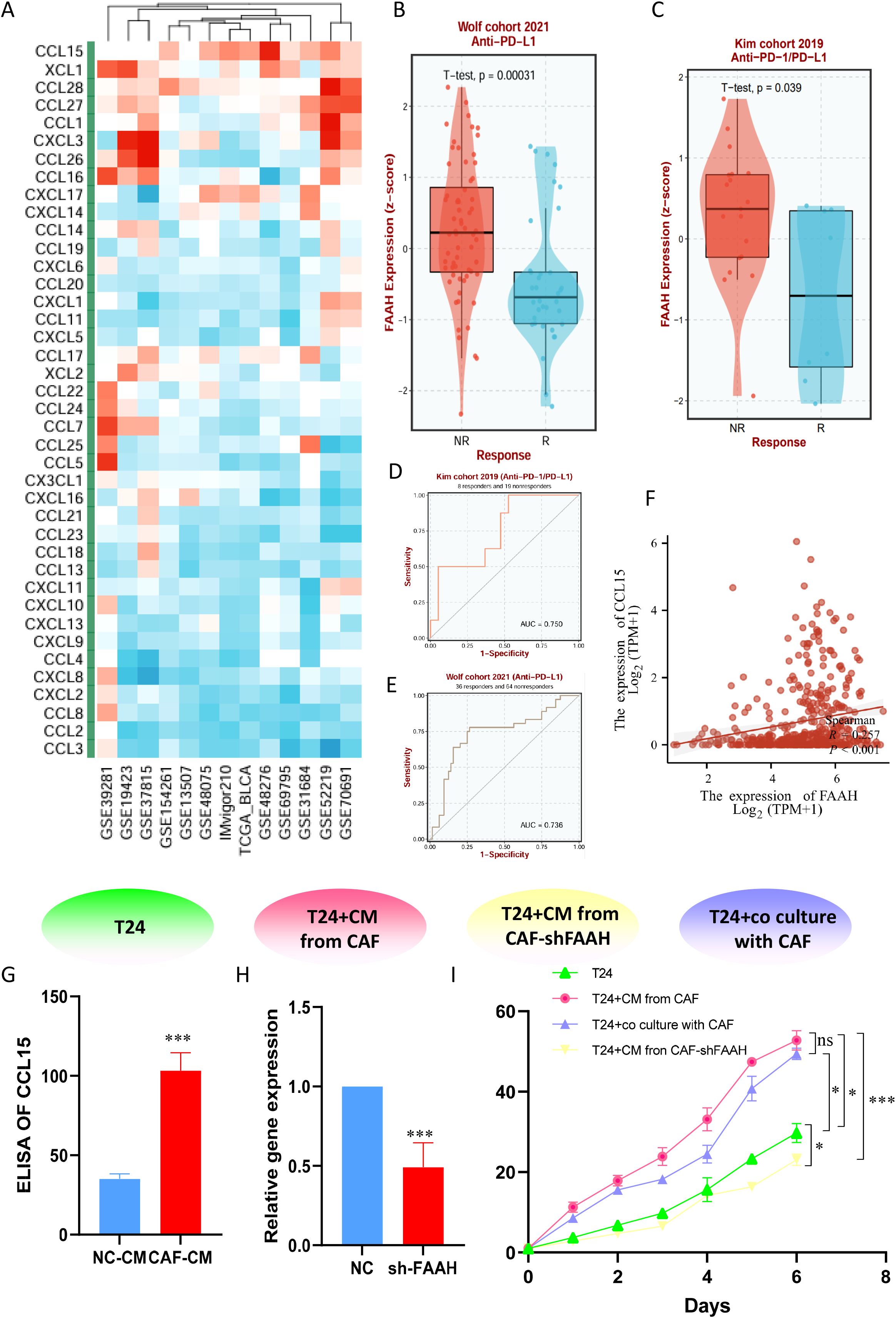 Heatmap (A) shows gene expression in various datasets, highlighting chemokines. Violin plots (B, C) compare FAAH expression between responder (R) and non-responder (NR) groups in Wolf and Kim cohorts, with statistical significance noted. ROC curves (D, E) for Kim and Wolf cohorts display AUC values. Scatter plot (F) illustrates the correlation between CCL15 and FAAH expression, showing a significant relationship. Bar graphs (G, H) depict ELISA and gene expression results, respectively. Line graph (I) tracks growth over eight days for different experimental conditions, highlighting significant differences.