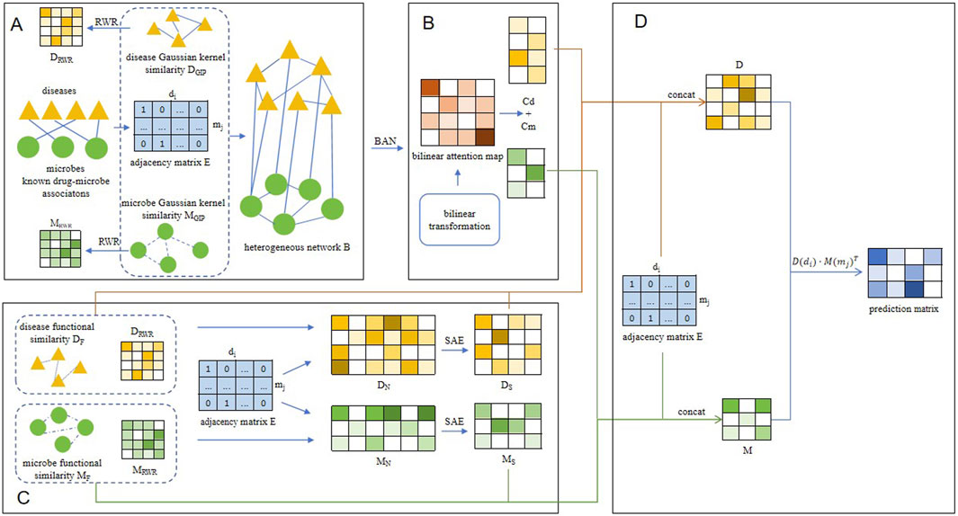Diagram illustrating a computational model for analyzing disease-microbe interactions. Panel A depicts the creation of a heterogeneous network using disease and microbe Gaussian kernel similarities, shown with triangles and circles, and adjacency matrices. Panel B involves bilinear transformation and bilinear attention map. Panel C shows disease and microbe functional similarities, processed via stacked autoencoders. Panel D illustrates the concatenation of matrices leading to a prediction matrix. The flow includes various matrix operations and transformations highlighted by arrows.