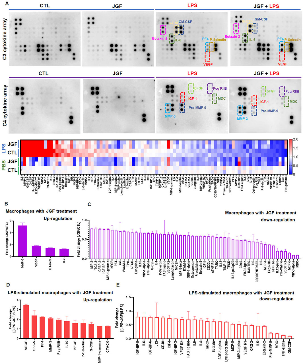 Panel A shows cytokine arrays (C3, C4) comparing conditions: CTL, JGF, LPS, and JGF + LPS, highlighting cytokines like GM-CSF and VEGF. A heatmap below represents cytokine expression levels across treatments. Panel B includes a bar graph of up-regulated cytokines with JGF treatment. Panel C shows down-regulated cytokines with JGF treatment. Panel D depicts up-regulated cytokines in LPS-stimulated macrophages with JGF treatment, and Panel E presents down-regulated cytokines in the same condition.