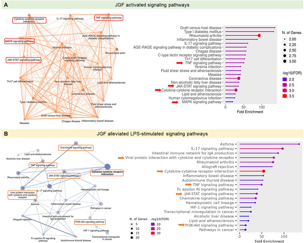Network diagrams and bar charts illustrate signaling pathways activated and alleviated by JGF. Panel A shows activated pathways with highlighted pathways including MAPK, JAK-STAT, and cytokine-cytokine receptor interaction, accompanied by a bar chart indicating fold enrichment levels for various diseases. Panel B presents alleviated LPS-stimulated pathways, highlighting cytokine-cytokine receptor interaction and JAK-STAT pathways, with a corresponding bar chart detailing fold enrichment. Both charts use color gradients to represent the number of genes and -log10(FDR) values.