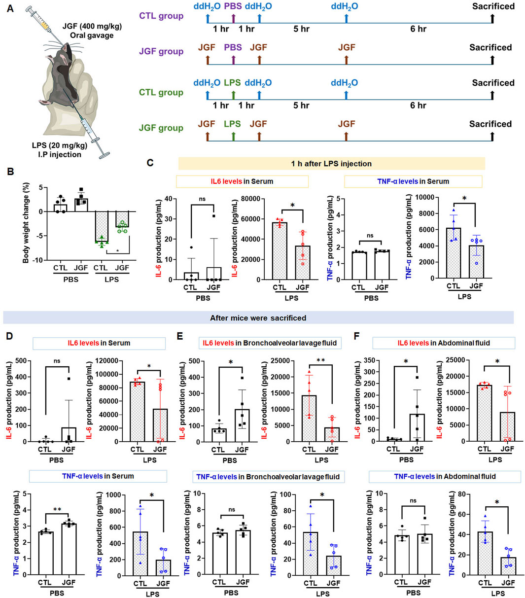 The image presents an experimental study on mice. Part A illustrates the experimental timeline, showing different treatments: JGF, PBS, and LPS. Parts B to F display graphs that measure body weight change and IL-6 and TNF-α production in serum, bronchoalveolar lavage fluid, and abdominal fluid at various time points. Significant differences are marked with asterisks, indicating statistical significance. Each graph has control (CTL) and JGF groups. The study appears to assess the effects of JGF on inflammatory markers and body weight in response to LPS injection.