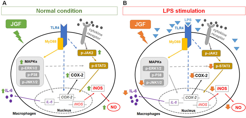 Diagram depicting signaling pathways in macrophages under different conditions: Panel A shows