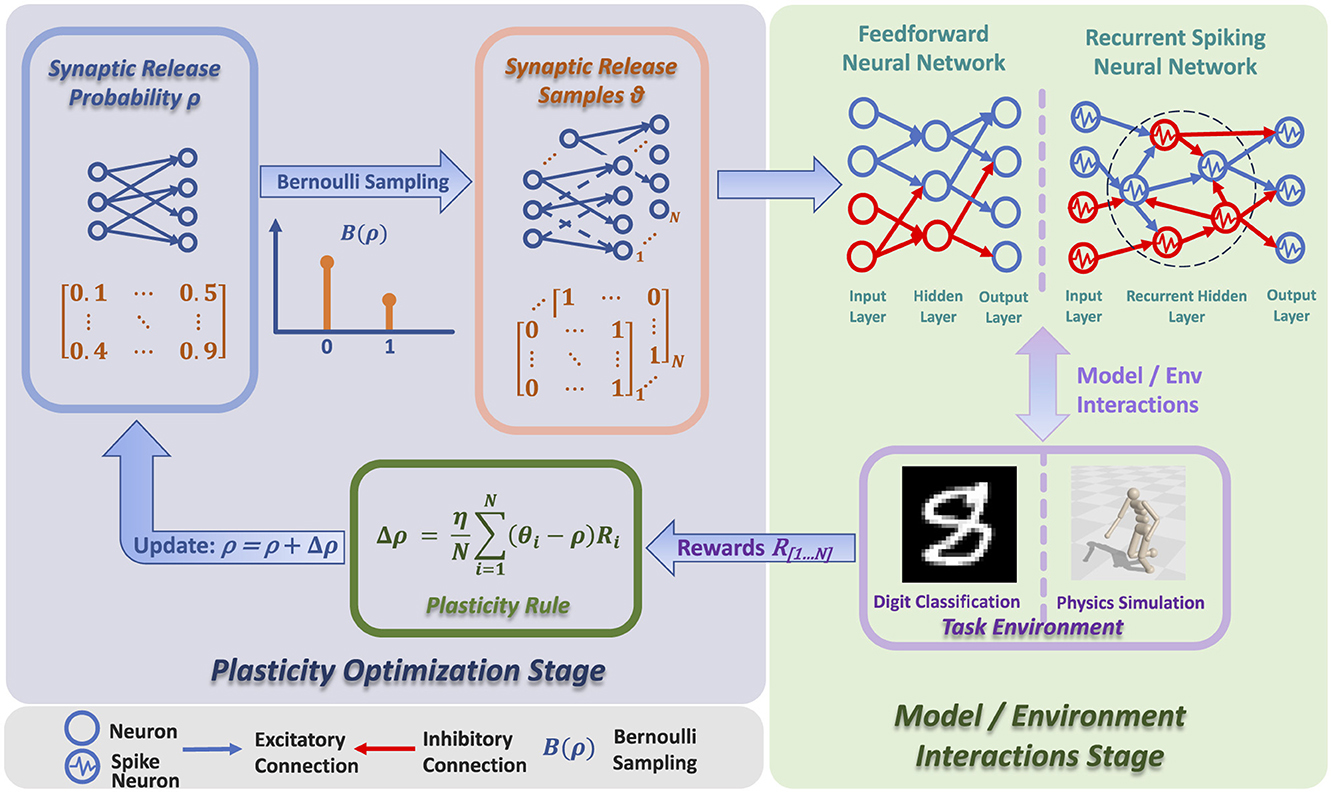 Diagram showing a process for neural network optimization. On the left, synaptic release probability and samples are generated using Bernoulli Sampling, updated through a plasticity rule. On the right, two neural networks, feedforward and recurrent spiking, interact with task environments like digit classification and physics simulation, receiving rewards. Arrows indicate flow between stages, highlighting model and environment interactions.