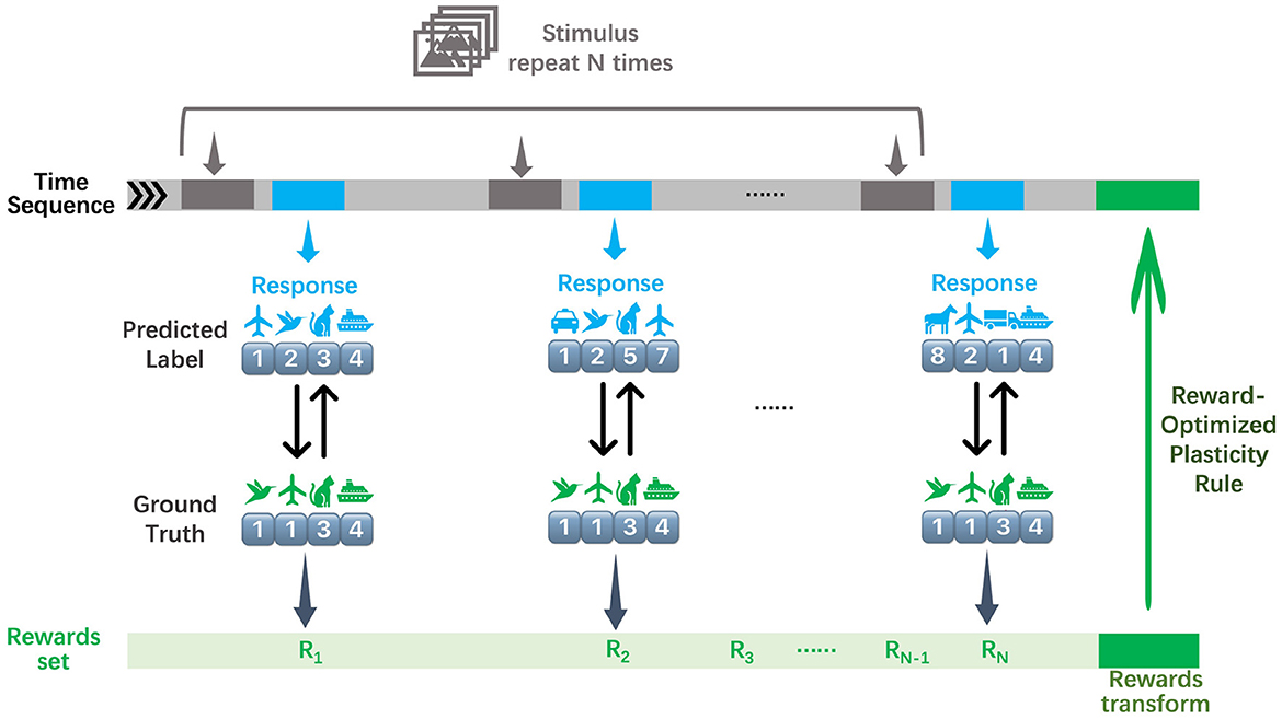 Diagram illustrating a time sequence where stimuli are repeated multiple times. Predicted labels and ground truth are shown with icons representing transportation modes, such as airplanes and cars, linked by arrows. Responses are indicated at each time step, with the labels being compared. The lower section displays a rewards set timeline, conveying a transition to a reward-optimized plasticity rule, highlighting the learning and feedback mechanism.