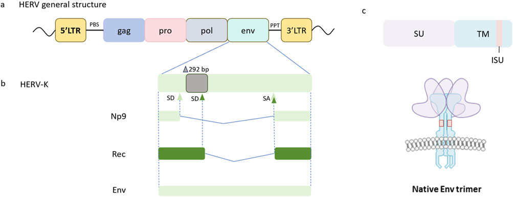 Diagram showing the general structure of Human Endogenous Retrovirus (HERV) with segments labeled LTR, gag, pro, pol, env, and HERV-K subtypes: Np9, Rec, and Env. Part (c) depicts the native Env trimer with SU and TM regions, including the ISU segment, and a structural illustration.