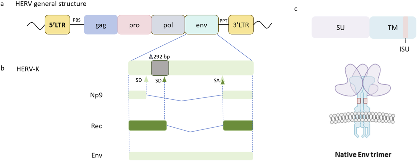 Diagram showing the general structure of Human Endogenous Retrovirus (HERV) with segments labeled LTR, gag, pro, pol, env, and HERV-K subtypes: Np9, Rec, and Env. Part (c) depicts the native Env trimer with SU and TM regions, including the ISU segment, and a structural illustration.