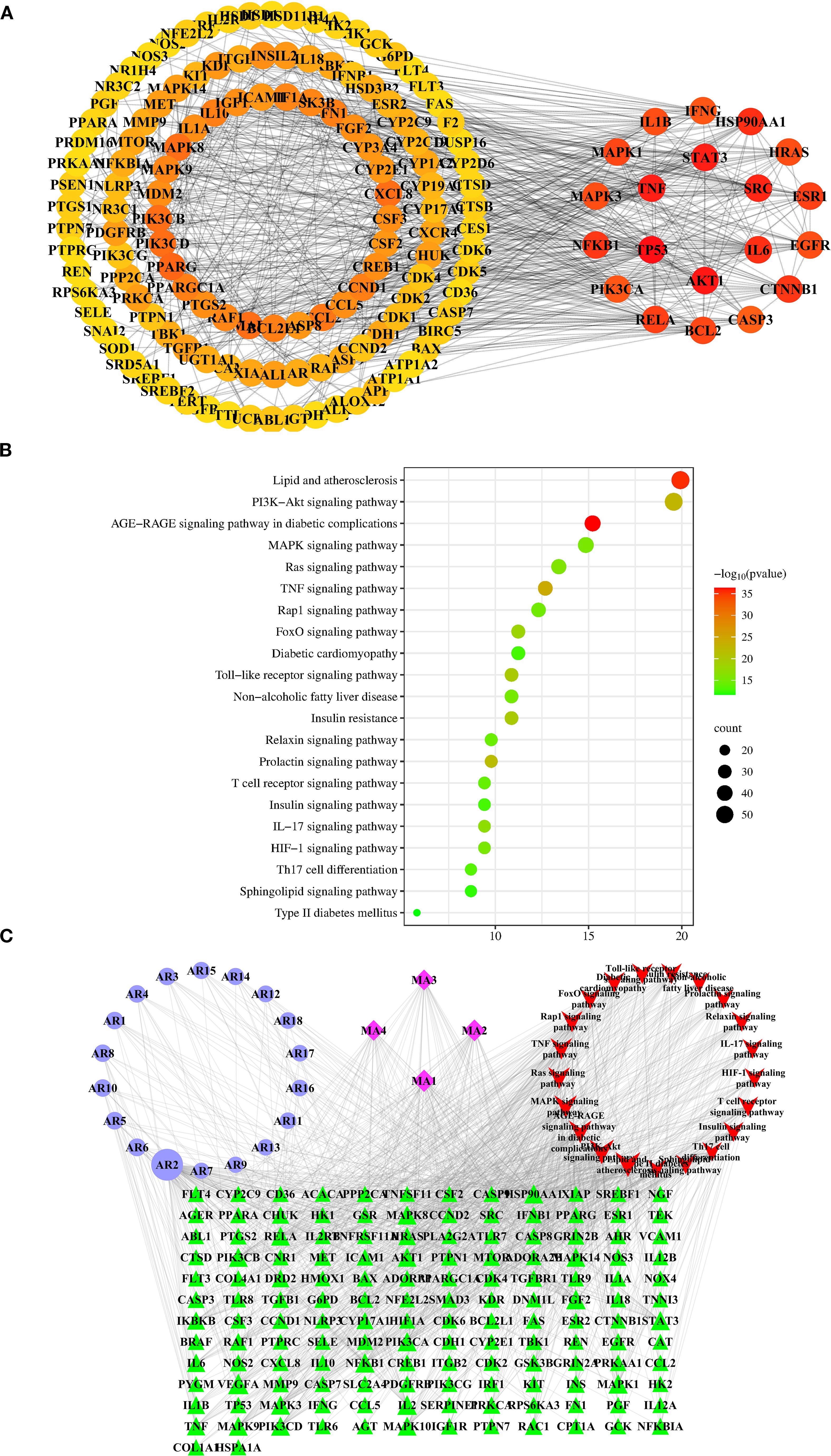 Network diagrams with three panels labeled A, B, and C. Panel A shows interconnected nodes in shades of orange and yellow, labeled with gene names, highlighting dense connections. Panel B features a dot plot with pathways on the y-axis and a measurement scale on the x-axis, using color and size to denote significance and count. Panel C illustrates a network with nodes in blue, magenta, and green, also labeled with gene names, indicating complex interactions.