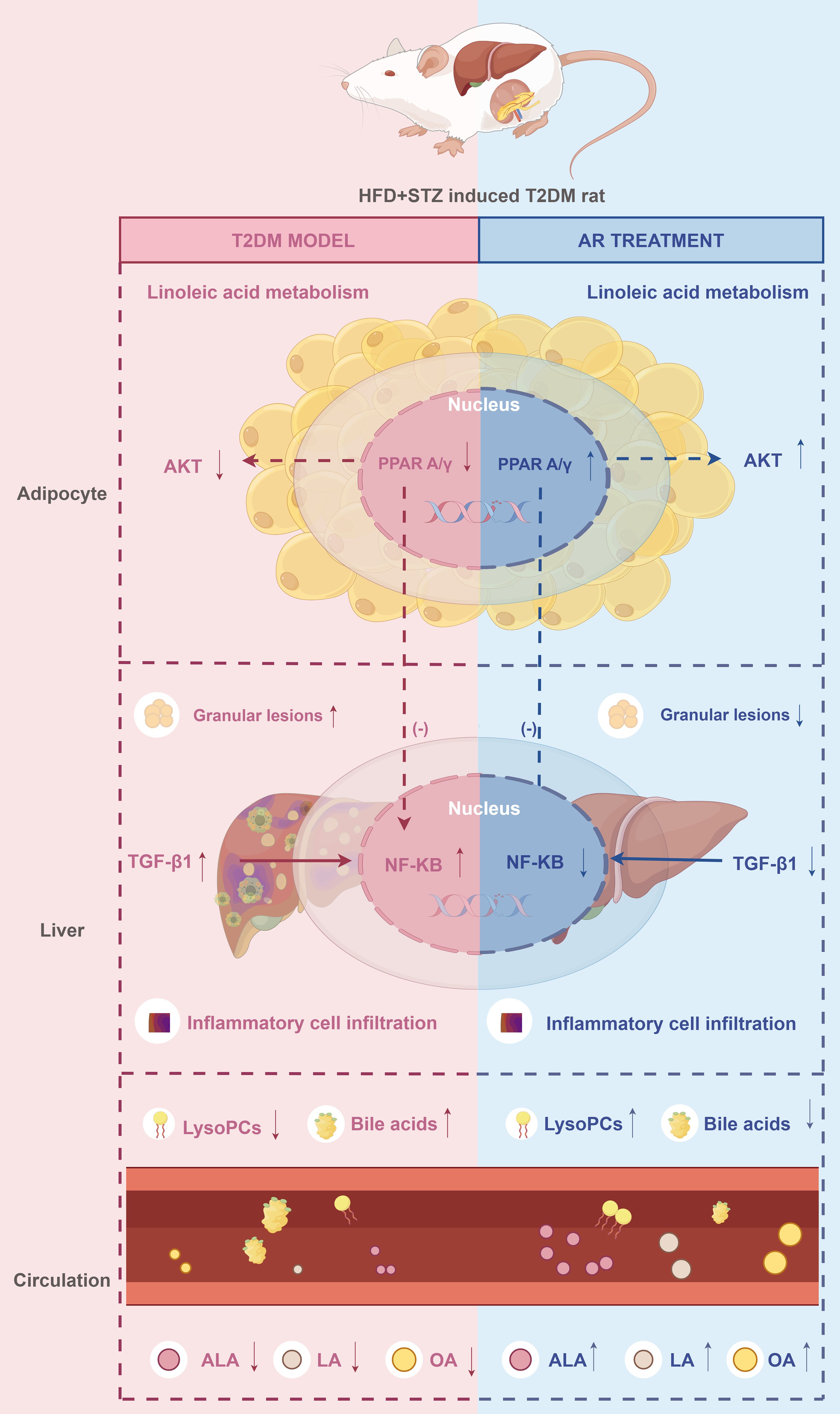 Diagram illustrating the effects of HFD+STZ induced Type 2 Diabetes Mellitus (T2DM) in rats, compared to AR treatment. Split into sections for adipocytes, liver, and circulation. In adipocytes, T2DM model shows decreased AKT and PPAR A/γ, while AR treatment shows increased levels. The liver section shows TGF-β1 and NF-KB increase in the T2DM model and decrease with AR treatment. Circulation shows decreased LysoPCs, bile acids, ALA, LA, and OA in the T2DM model, with increases under AR treatment. The diagram visualizes the metabolic and inflammatory changes in T2DM and the effects of treatment.