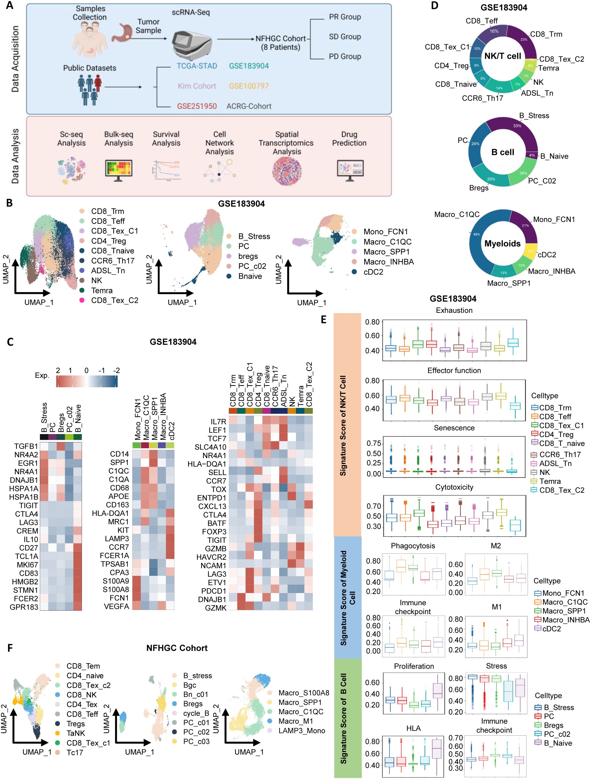 A comprehensive scientific diagram illustrating data processing and analysis from tumor samples using scRNA-Seq across different cohorts, including TCGA-STAD and NFHGC. Panels display cell types and states with UMAP plots, heatmaps of gene expression, pie charts of cell type distributions (NK/T cell, B cell, Myeloids), and box plots comparing various cellular functions such as exhaustion, cytotoxicity, and proliferation across specified cell types. Each panel is labeled with dataset identifiers like GSE183904, and analysis techniques include sc-seq, bulk-seq, and survival analysis.