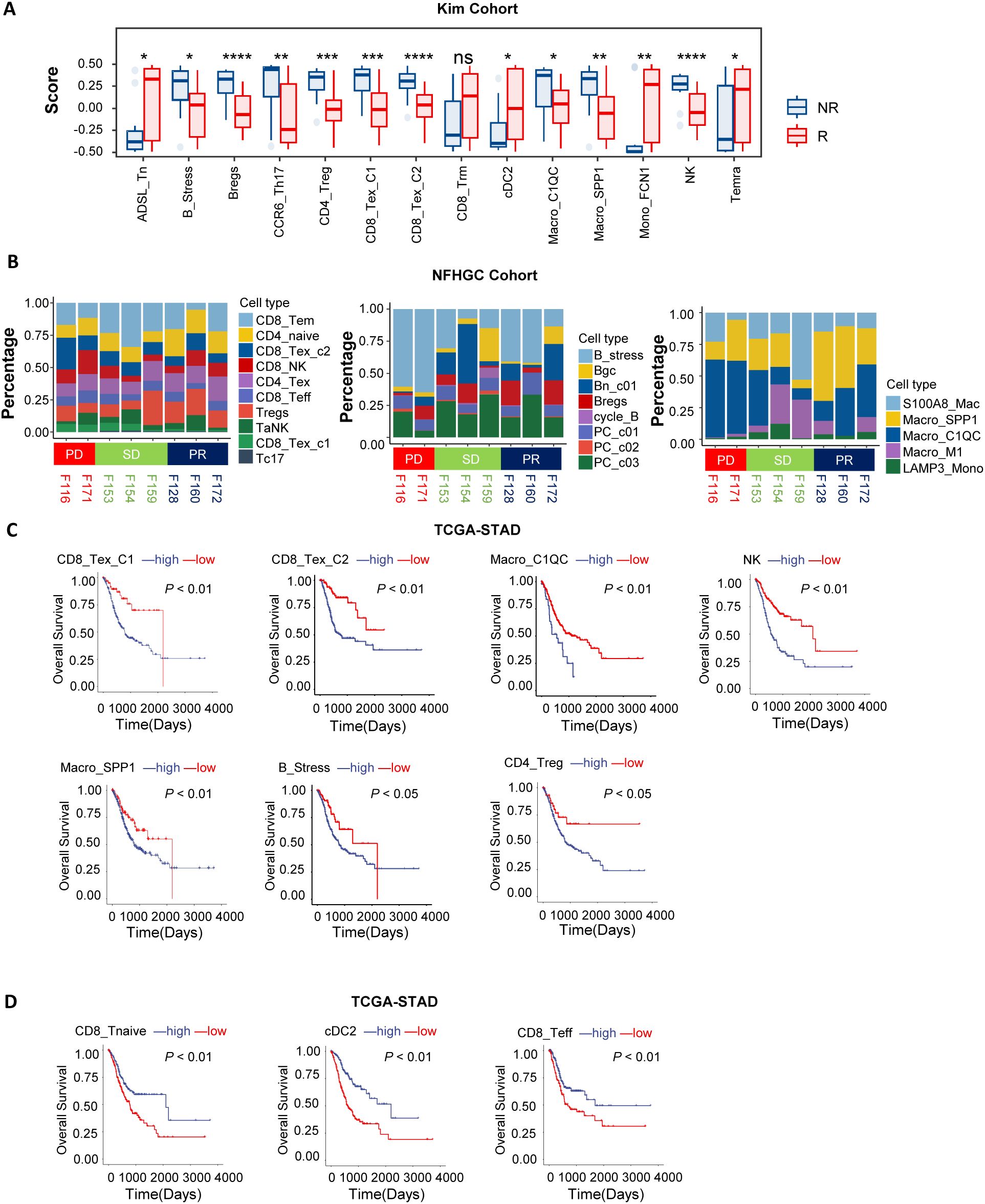Panel A shows box plots of scores comparing NR and R groups across various cell types in the Kim Cohort. Panel B presents bar charts of cell type percentages for different outcomes in the NFHGC Cohort. Panel C features TCGA-STAD Kaplan–Meier survival curves for several cell types, indicating significant differences in survival for high versus low categories. Panel D provides additional Kaplan–Meier plots for other cell types, also showing significant survival differences.