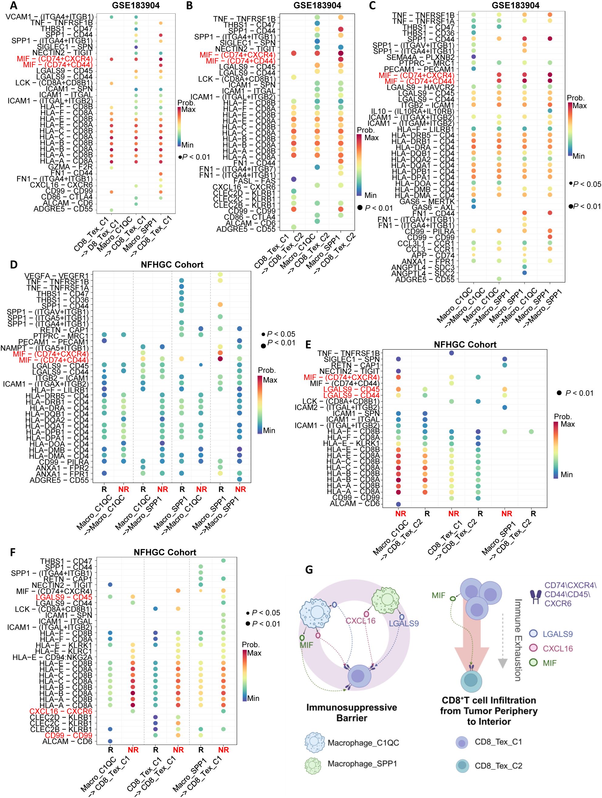 Charts and diagrams illustrate relationships and probabilities of gene expressions in different cohorts (GSE183904 and NFHGC). Panels A-F use dot plots with color gradients to show expression levels, with significance indicated by dot size. Panel G is a diagram showing immune barrier mechanisms with labeled pathways involving macrophages and CD8+ T cells.
