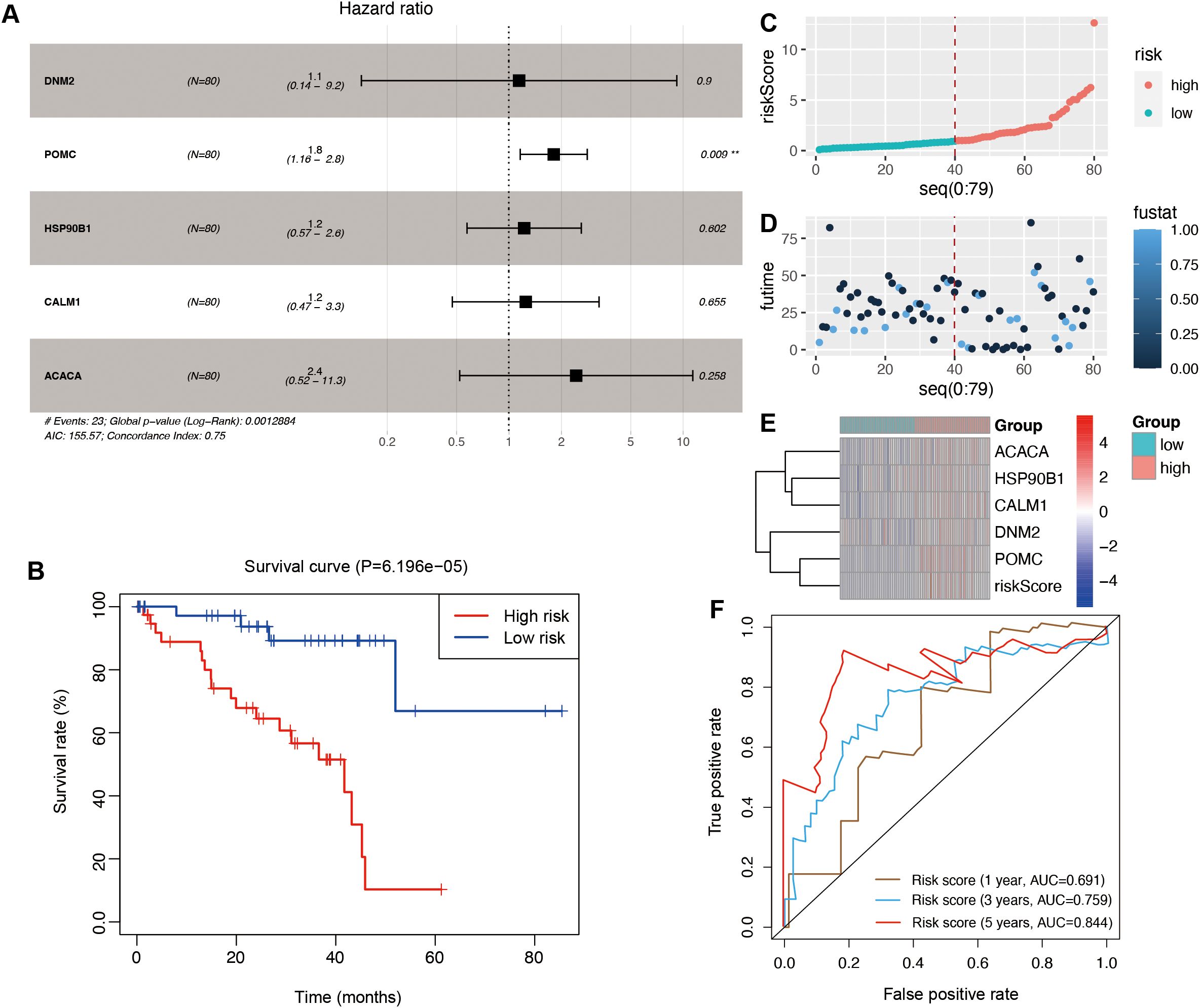 Panel A shows a hazard ratio forest plot for genes DNM2, POMC, HSP90B1, CALM1, and ACACA, indicating their risk levels. Panel B presents a survival curve comparing high-risk and low-risk groups with a significant p-value. Panel C displays a scatter plot of risk scores, segregating high and low-risk patients. Panel D illustrates a scatter plot of follow-up time versus sequence. Panel E is a heatmap clustering samples based on gene expression and risk groups. Panel F shows ROC curves for risk scores at one, three, and five years, demonstrating predictive accuracy.