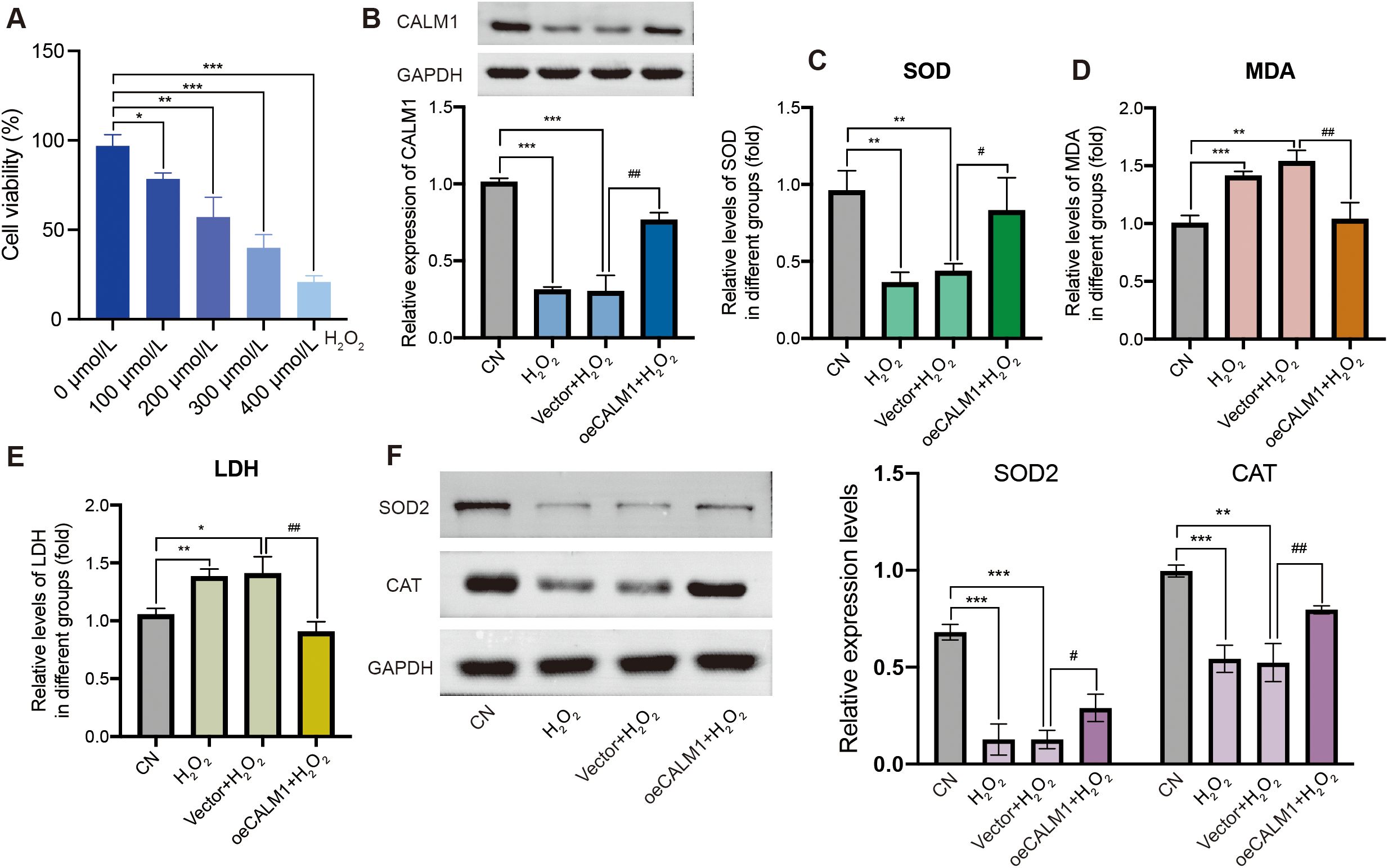 Bar graphs and Western blots illustrate the effects of different treatments on cell viability and protein expression levels. Chart A shows cell viability decreasing with increasing concentrations of a substance. Charts B to E display relative expressions of CALM1, SOD, MDA, and LDH in various treatment groups, with statistical significance indicated. Western blots in section F assess SOD2, CAT, and GAPDH, showing variations in expression levels across treatments. Statistical markers indicate significance levels.