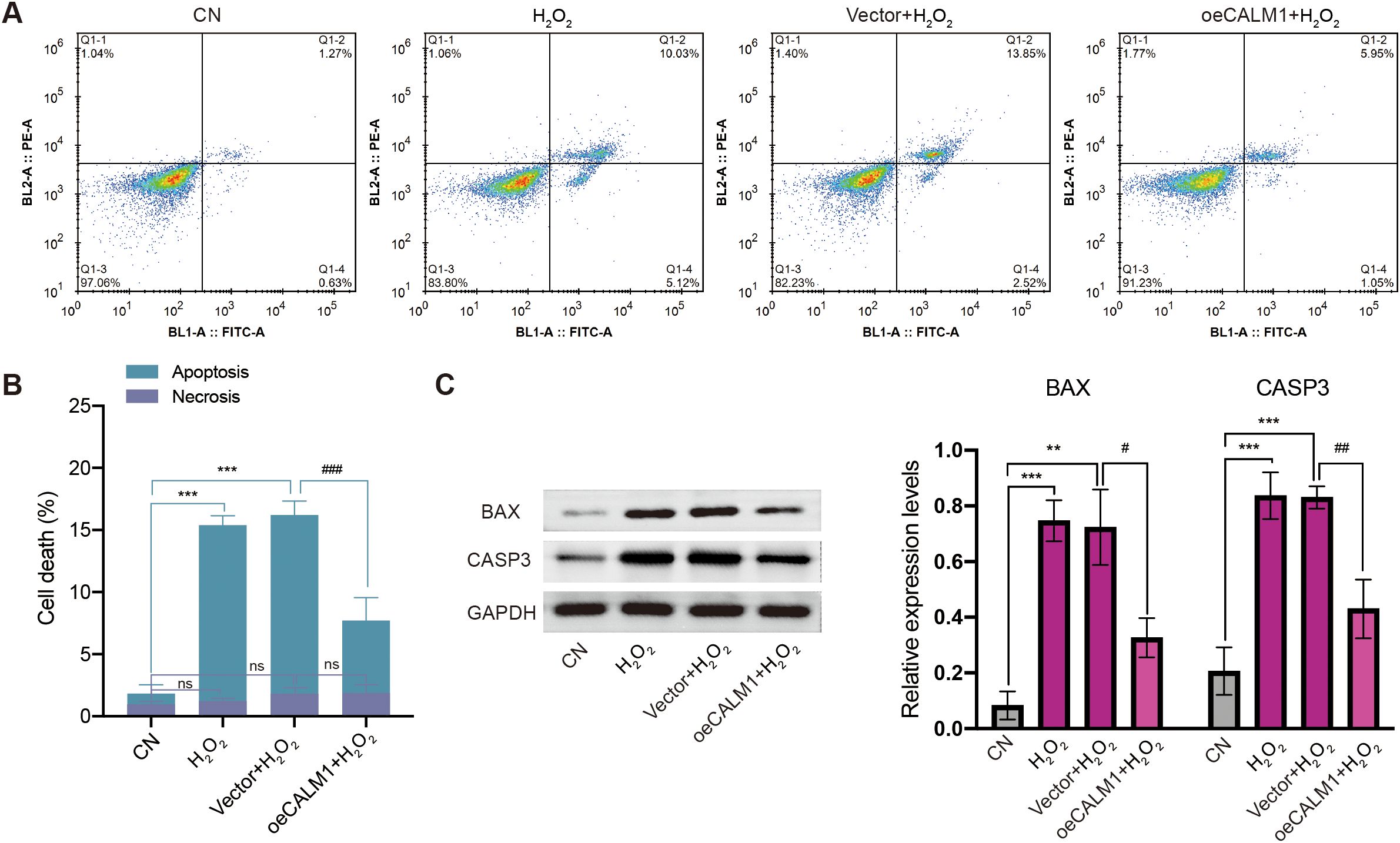Flow cytometry and Western blot analysis show the effects of different treatments on cell death and protein expression. Panel A presents flow cytometry plots for CN, \( H_2O_2 \), Vector+\( H_2O_2 \), and oeCALM1+\( H_2O_2 \), indicating apoptosis and necrosis percentages. Panel B is a bar chart showing cell death percentages with significance markers. Panel C displays Western blot results for BAX, CASP3, and GAPDH proteins with corresponding bar graphs showing relative expression levels, highlighting statistical differences.