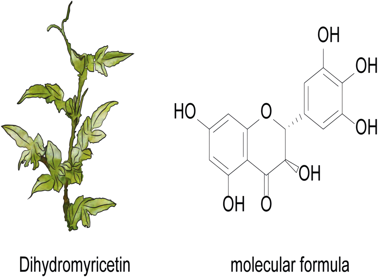 Illustration of a plant on the left labeled "Dihydromyricetin" alongside its molecular structure on the right. The structure displays a chemical diagram with various hydroxyl groups. The labels emphasize the connection between the plant and its chemical composition.