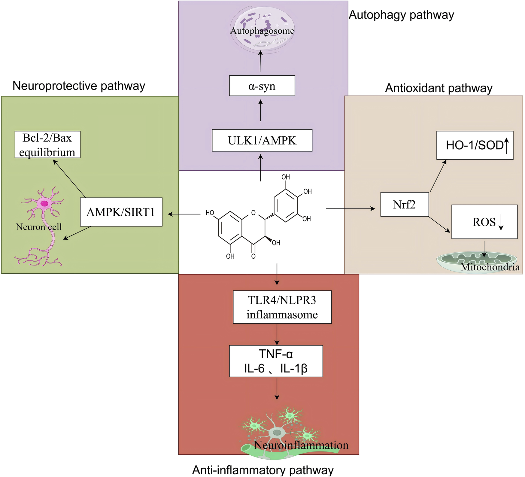 Diagram illustrating four interconnected pathways: neuroprotective, autophagy, antioxidant, and anti-inflammatory. The neuroprotective pathway involves AMPK/SIRT1 and Bcl-2/Bax balance in neuron cells. Autophagy involves ULK1/AMPK and autophagosome formation triggered by α-syn. The antioxidant pathway involves Nrf2, reducing ROS via HO-1/SOD. The anti-inflammatory pathway involves TLR4/NLPR3, leading to neuroinflammation through TNF-α, IL-6, and IL-1β. Central molecule connects pathways.