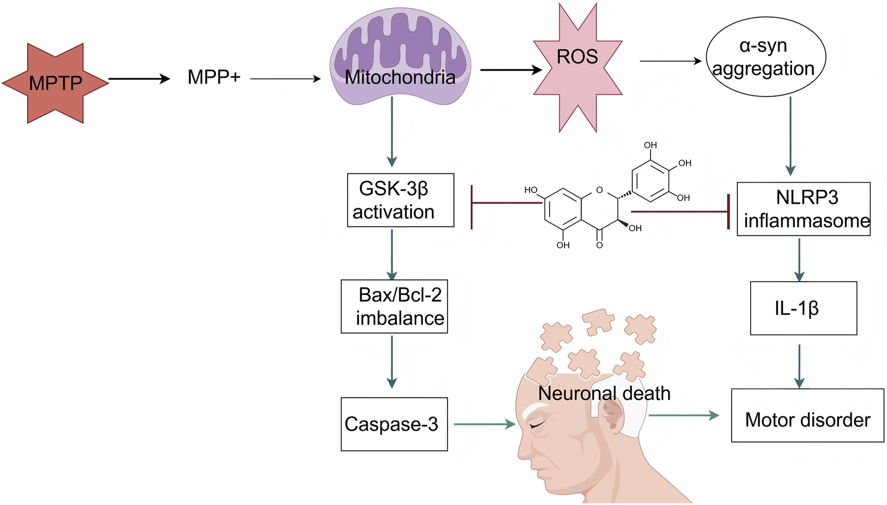Flowchart illustrating the process beginning with MPTP conversion to MPP+, affecting mitochondria and producing ROS. This leads to alpha-synuclein aggregation. The pathway involves GSK-3β activation, Bax/Bcl-2 imbalance, and Caspase-3 activation, resulting in neuronal death, represented by a head with puzzle pieces missing. ROS also triggers NLRP3 inflammasome, IL-1β production, and motor disorder. Red lines indicate inhibition points with a chemical structure depicted.