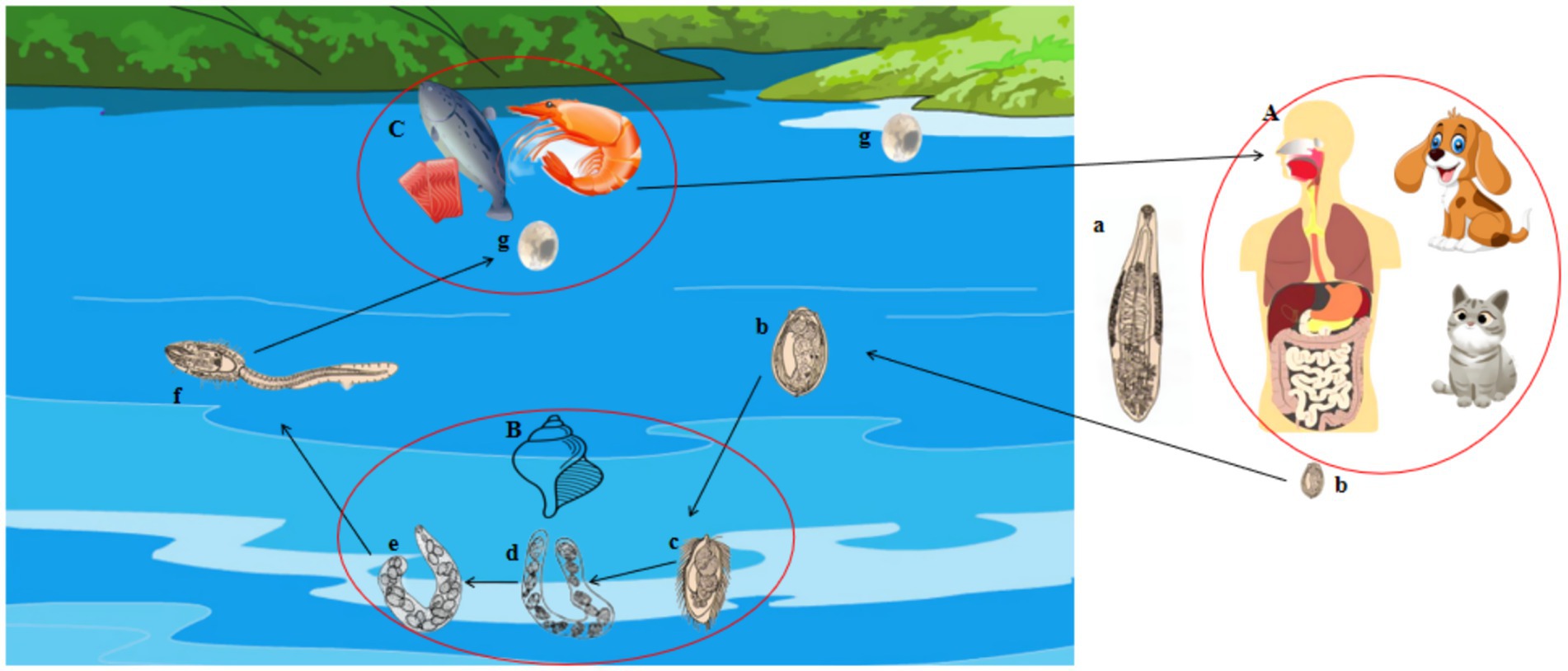 Diagram showing the life cycle of a parasitic organism. It includes stages involving a human body, a dog, a cat, snails, fish, and shrimp, illustrating various developmental phases. Arrows indicate the transitions between stages, labeled with letters A to G, suggesting a complex life cycle that includes different hosts and environments.