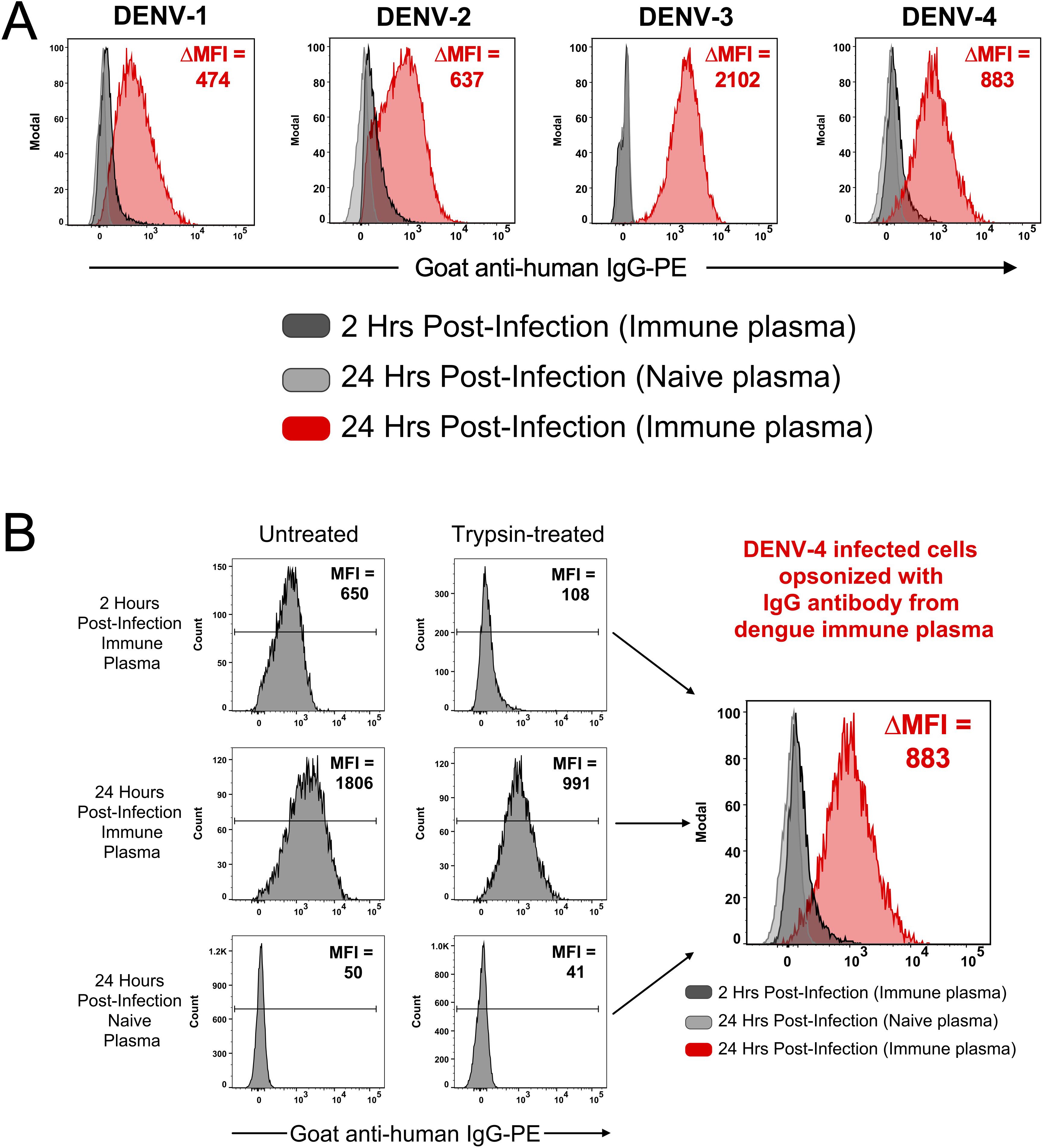 Flow cytometry graphs showing DENV-1 to DENV-4 antibody responses. Section A presents histograms comparing immune and naive plasma at two and twenty-four hours post-infection. Section B shows untreated and trypsin-treated DENV-4 infected cells, with emphasis on IgG opsonization. ΔMFI values highlight antibody binding efficiency differences.