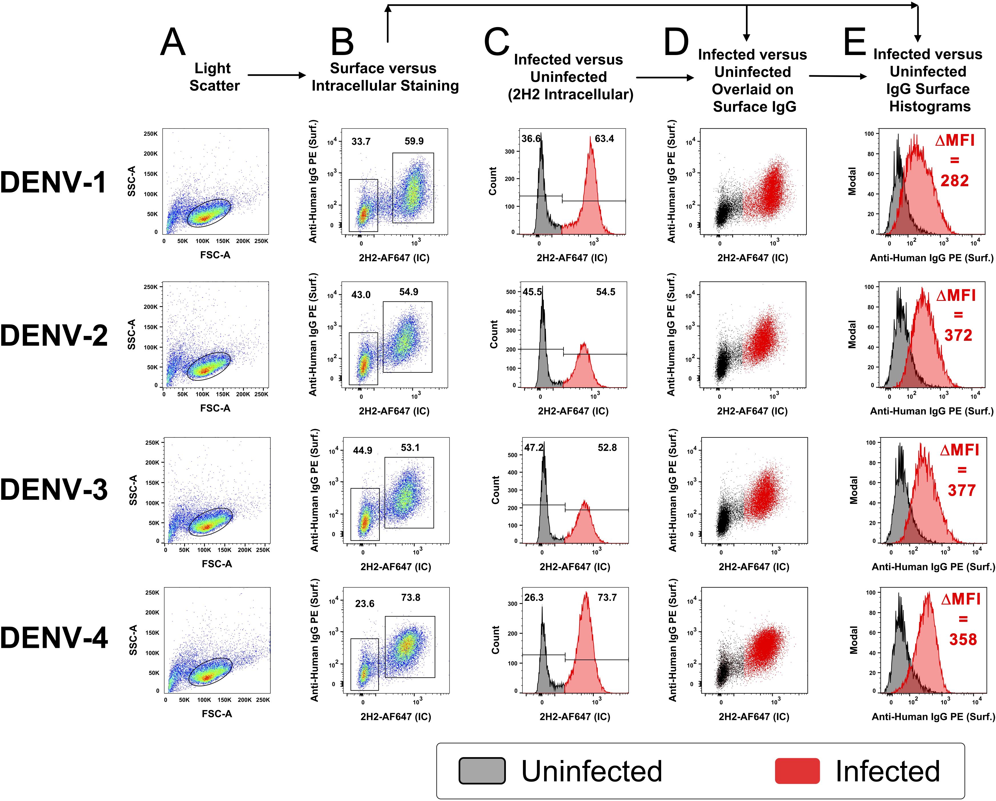 Flow cytometry analysis of four dengue virus serotypes (DENV-1 to DENV-4) shows comparisons between uninfected and infected cells. Panel A displays light scatter plots. Panel B compares surface versus intracellular staining with 2H2-AF647, suggesting infection status. Panel C provides histograms of intracellular 2H2 staining, showing shifts in infected cells. Panel D overlays infected and uninfected populations on surface IgG plots. Panel E presents surface IgG histograms with calculated ΔMFI values indicating increases in fluorescence for infected cells: 282 for DENV-1, 372 for DENV-2, 377 for DENV-3, and 358 for DENV-4. Gray denotes uninfected, red denotes infected.