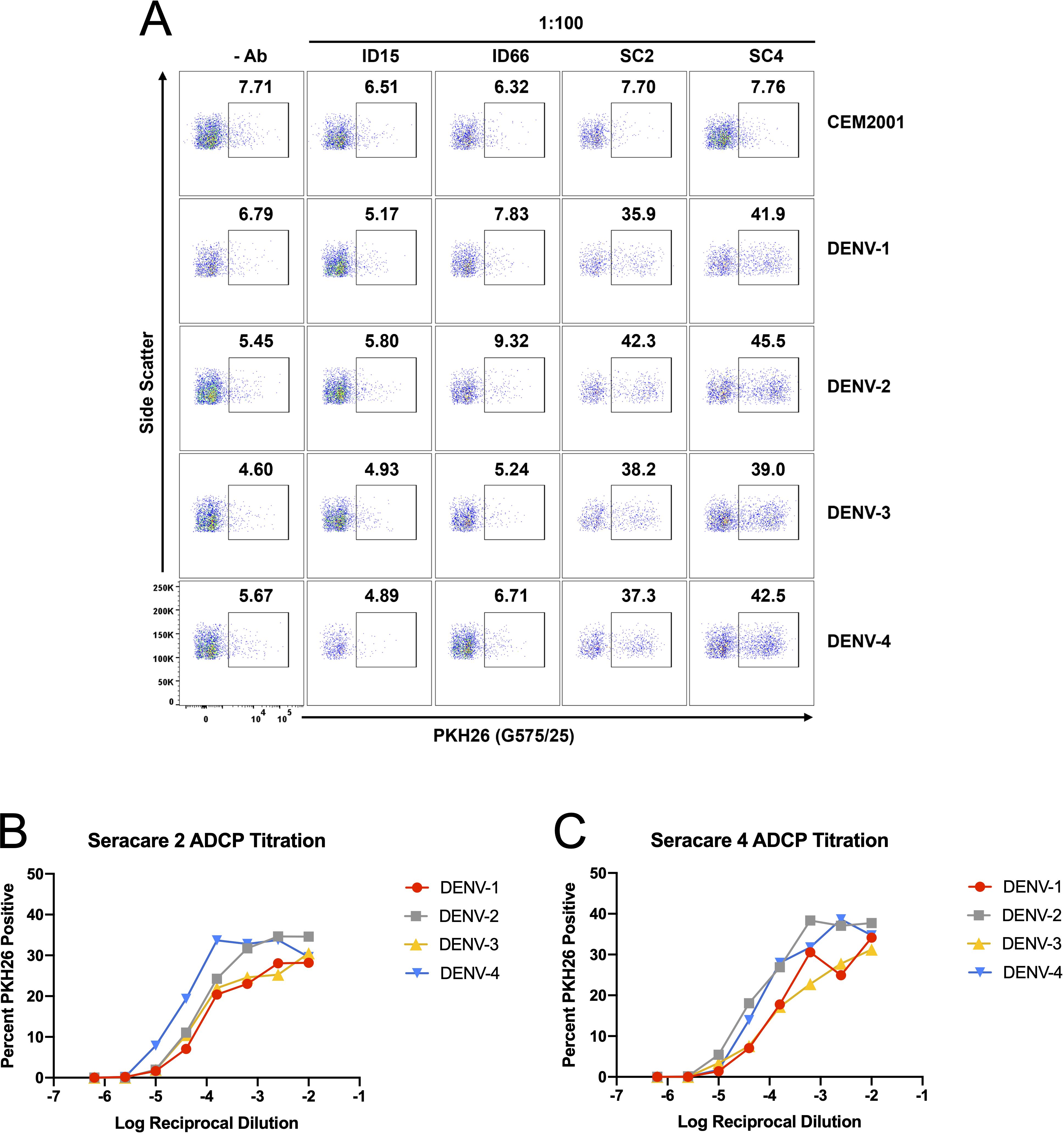Panel A shows dot plots of side scatter versus PKH26 fluorescence intensity, comparing different cell lines and conditions. Each subplot includes a percentage annotation. Panels B and C display line graphs titled “Seracare 2 ADCP Titration” and “Seracare 4 ADCP Titration”. The x-axis represents log reciprocal dilution, and the y-axis shows percent PKH26 positive. The graphs compare four different conditions labeled DENV-1 to DENV-4, indicated by different colored lines.