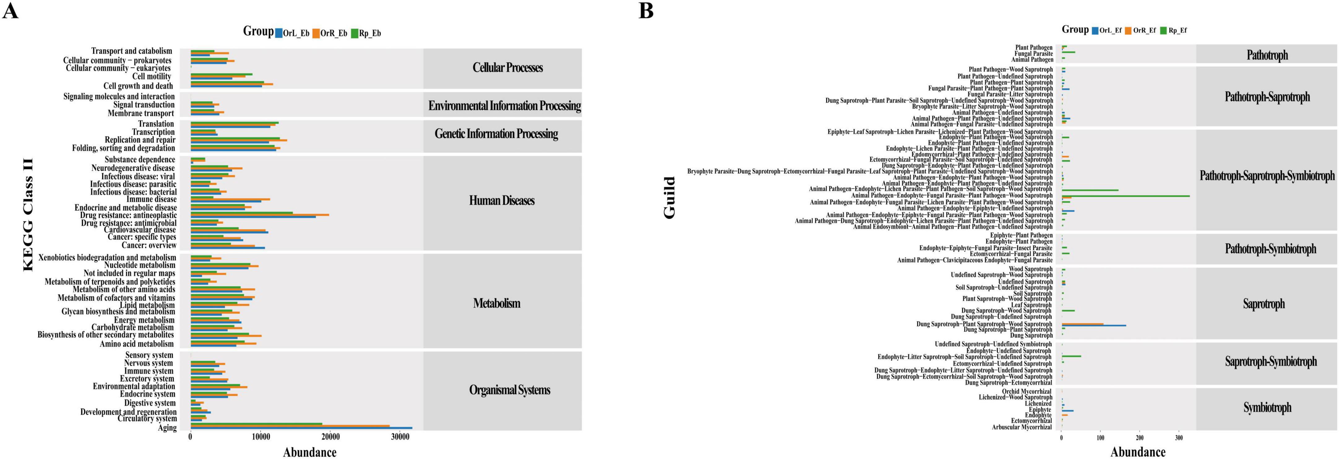 Bar graphs A and B compare functional categories in various groups labeled Rp, OrR and OrL. Graph A displays KEGG Class II categories like Cellular Processes and Metabolism, while Graph B shows guilds such as Pathotroph and Symbiotroph. Abundance is measured along the x-axis.