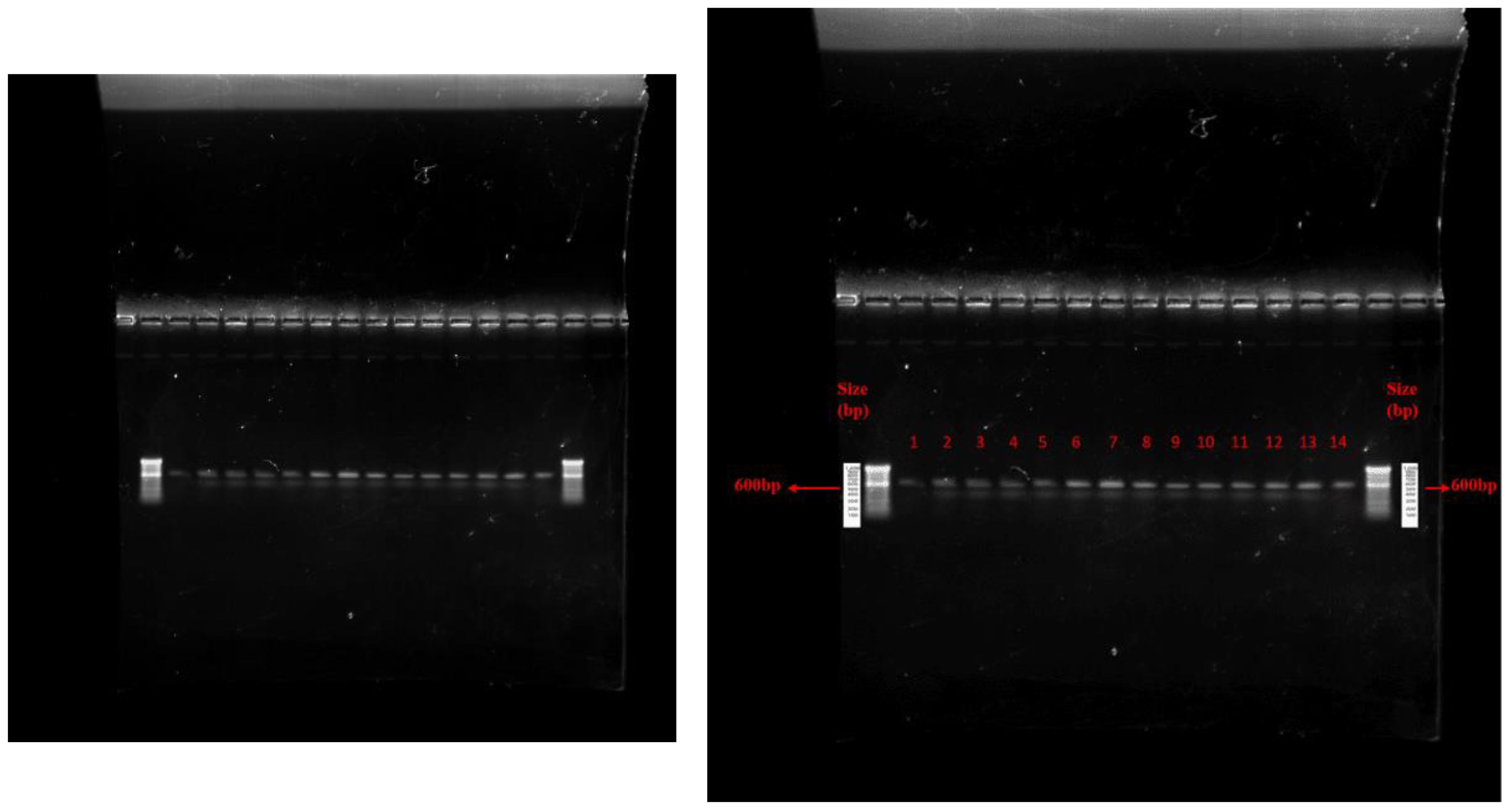 Two electrophoresis gel images showing DNA separation. The left image shows bands in various lanes. The right image is annotated, with labeled lanes from 1 to 14, and an arrow indicating a band of 600 base pairs, highlighting its size.