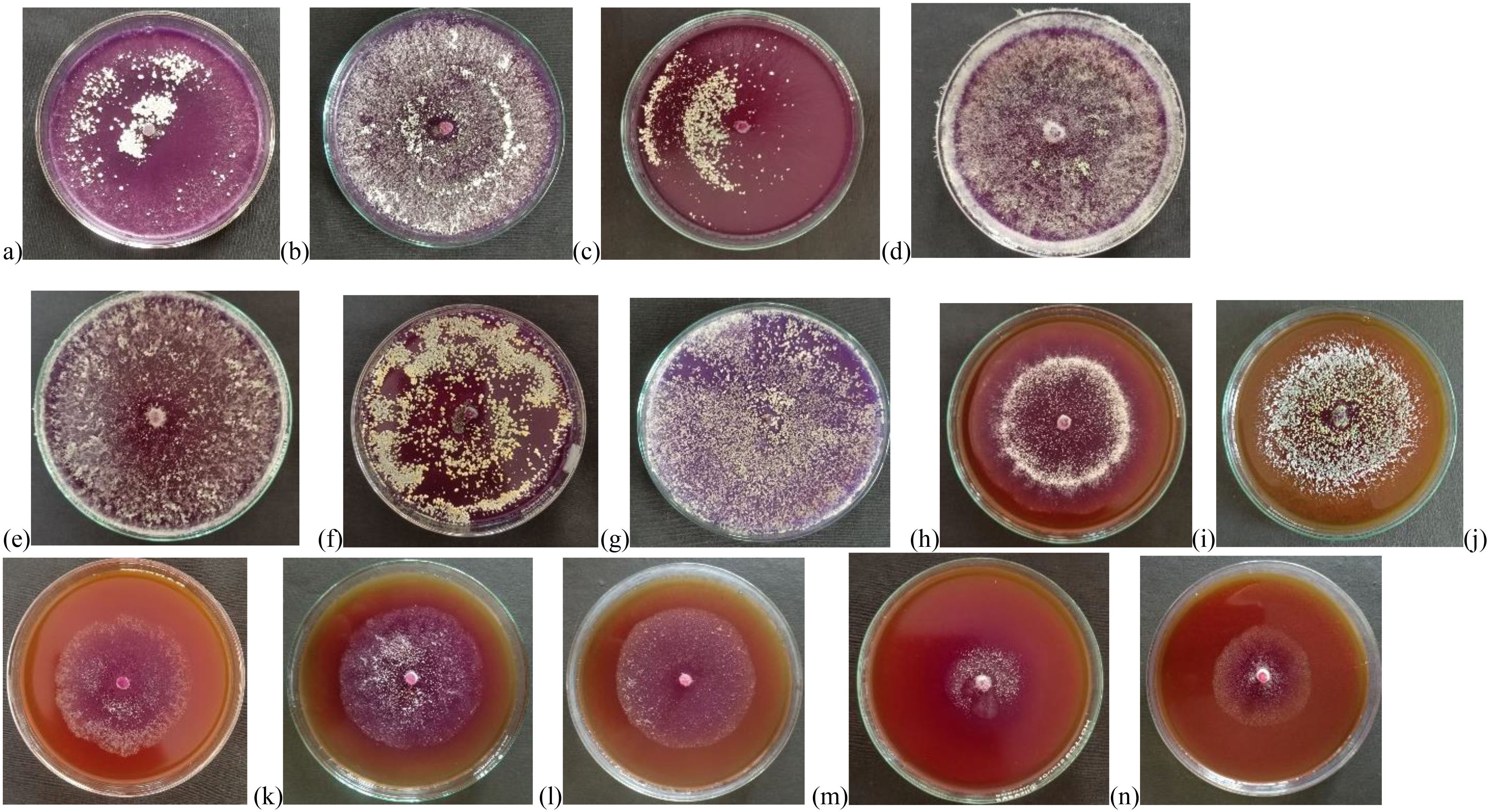 Fourteen petri dishes display fungal cultures on variously colored agar media. Growth patterns differ, with some showing dense white colonies and others displaying scattered colonies over purple or orange surfaces. Each dish demonstrates distinct fungal growth and color variations, labeled from a to n.