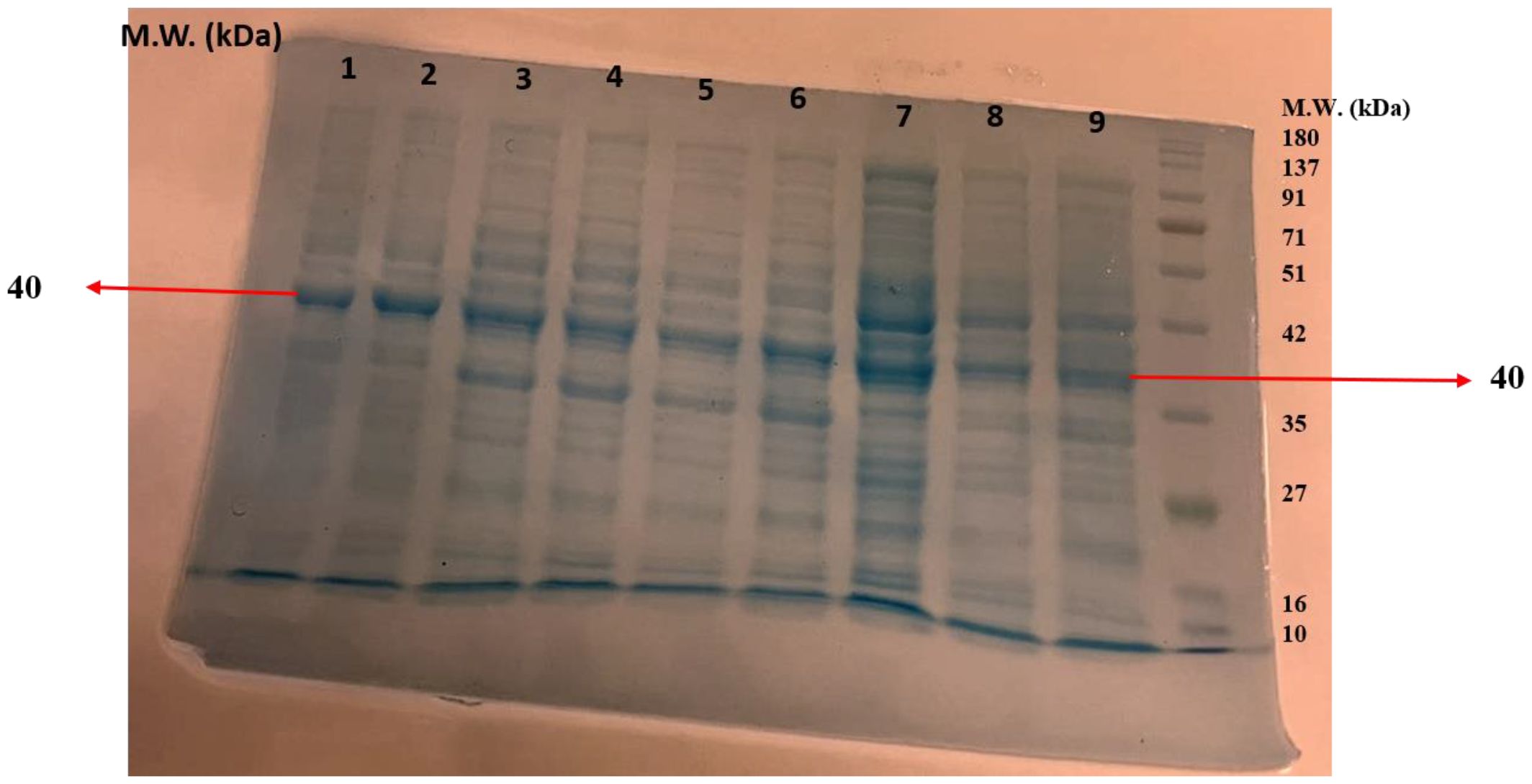 Two gel electrophoresis images displaying protein bands. Each gel has lanes marked from 1 to 9 with molecular weight markers labeled in kilodaltons on the left and right, ranging from 180 to 10. A red arrow points to a protein band at approximately 40 kilodaltons in both gels.
