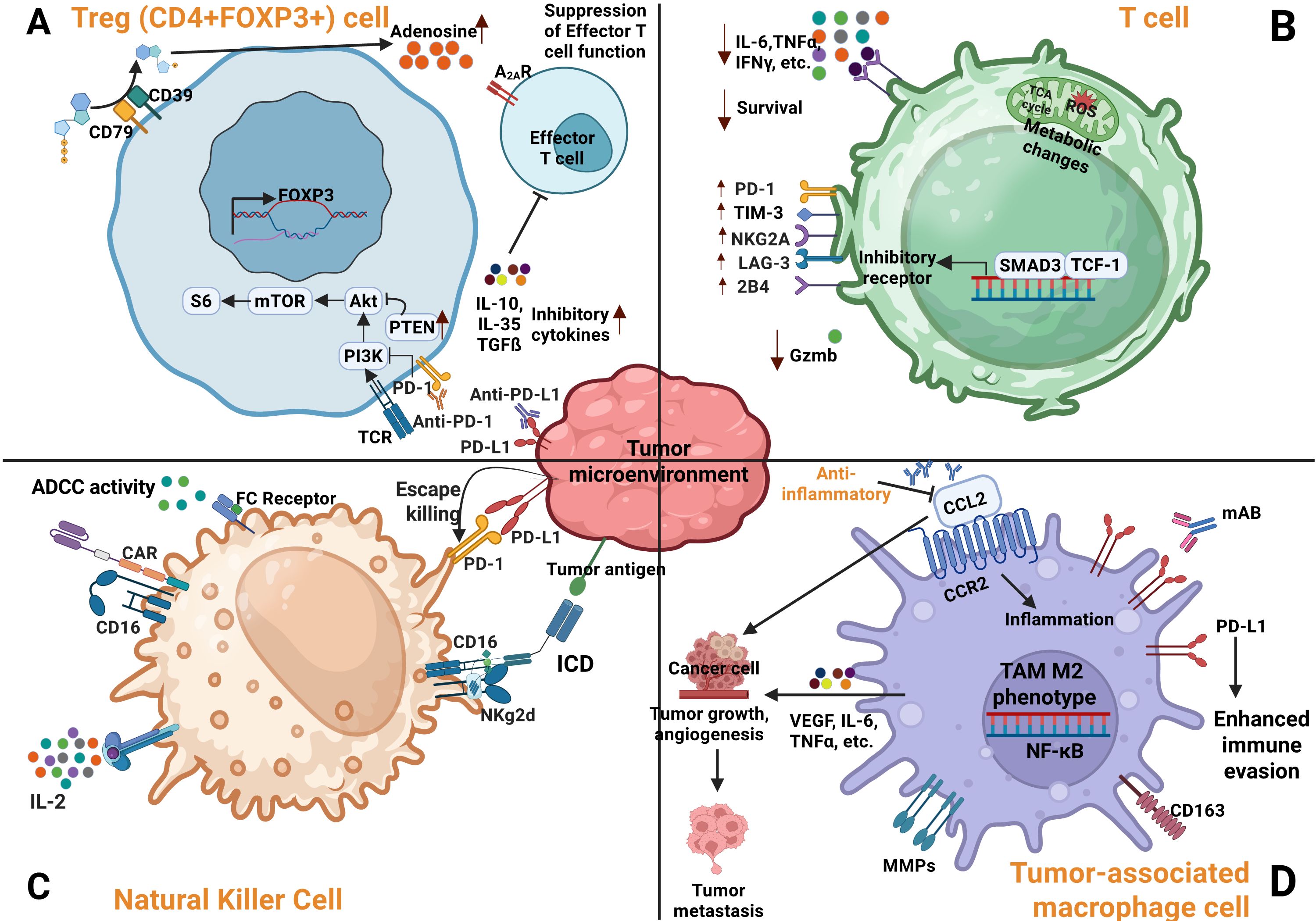 Diagram illustrating interactions in the tumor microenvironment involving Treg cells, T cells, natural killer cells, and tumor-associated macrophage cells. Each panel shows mechanisms like suppression, metabolic changes, ADCC activity, and immune evasion, with labeled proteins, receptors, and cytokines influencing tumor growth and immune response.
