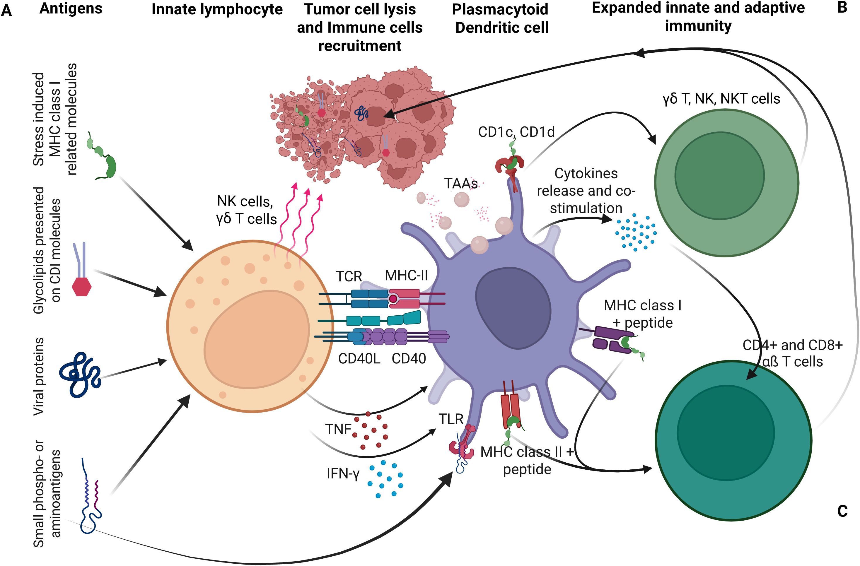 Diagram illustrating the interaction between antigens, innate lymphocytes, plasmacytoid dendritic cells, and the immune response. Antigens, including stress-induced molecules, glycoproteins, and viral proteins, interact with innate lymphocytes like NK and γδ T cells. This leads to tumor cell lysis and immune cell recruitment. Plasmacytoid dendritic cells release cytokines, stimulating γδ T, NK, and NKT cells, and expanding innate and adaptive immunity with CD4+ and CD8+ T cells. Molecules like MHC class I and II, TCR, CD40, and CD40L are involved in these processes.