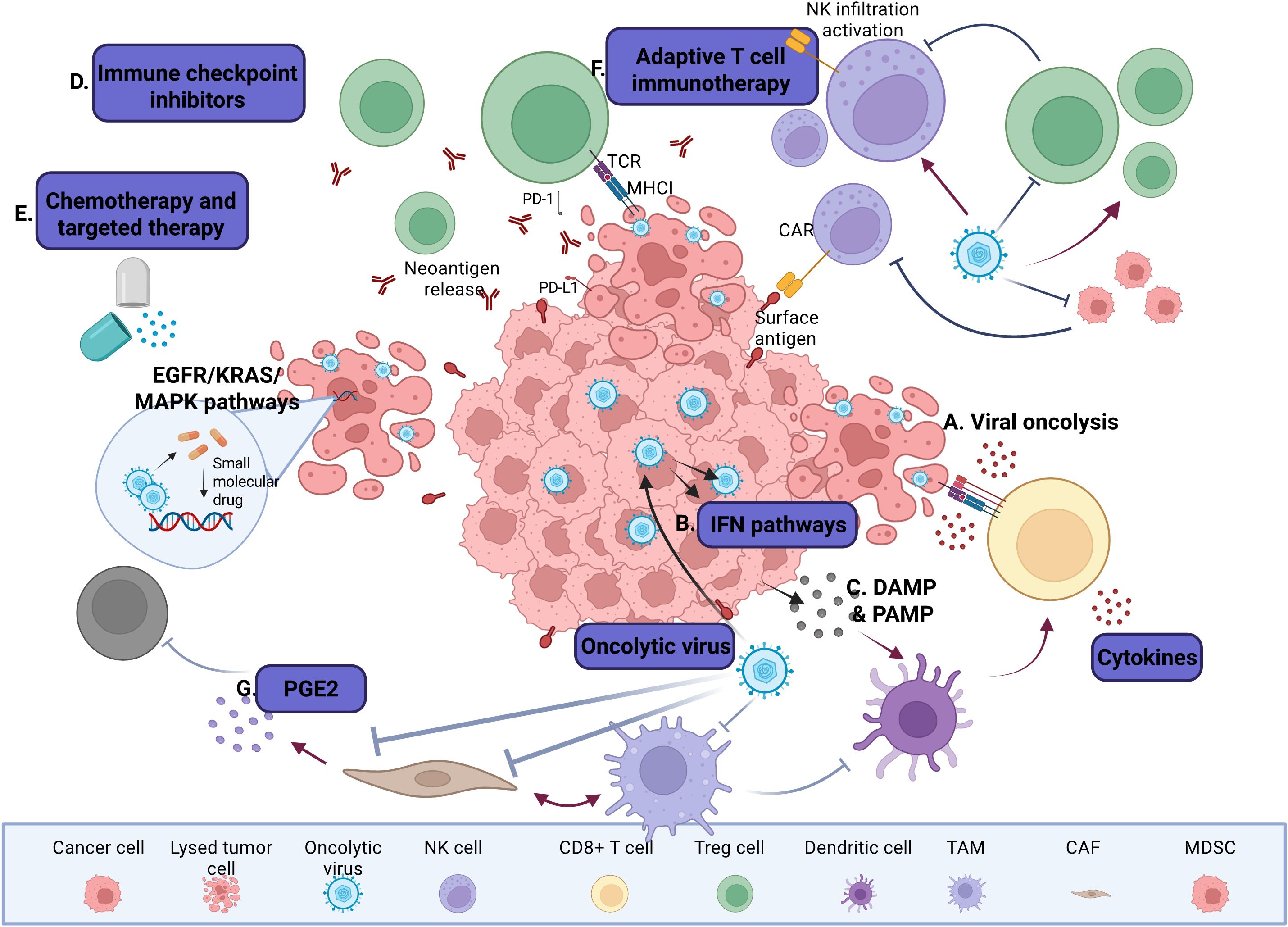 Diagram illustrating cancer immunotherapy mechanisms: (A) Viral oncolysis; (B) IFN pathways; (C) DAMP & PAMP; (D) Immune checkpoint inhibitors; (E) Chemotherapy targeting EGFR/KRAS/MAPK pathways; (F) Adaptive T cell immunotherapy; (G) PGE2 involvement. Includes various cells such as cancer, lysed tumor, oncolytic virus, NK, CD8+ T, Treg, dendritic, and others, linked by pathways and processes.